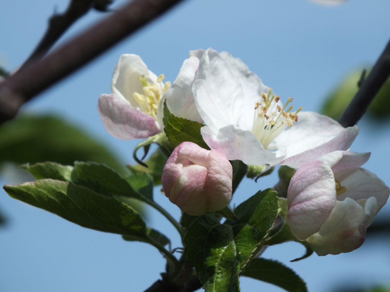 FujiFilm FinePix HS20 EXR (FinePix HS22 EXR) sample photo. Apple tree, nature, fruit photography