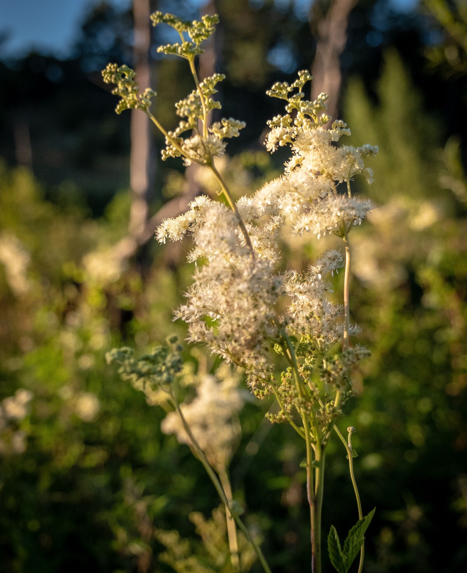 Fujifilm X-T2 sample photo. Flowers, bud, lühe photography