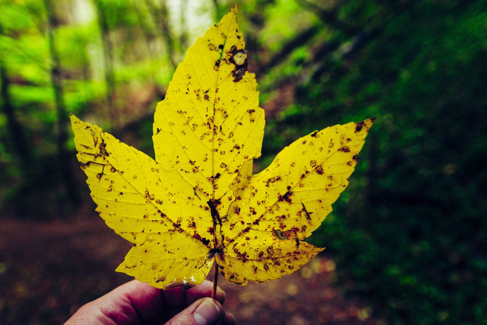 Canon EOS 650D (EOS Rebel T4i / EOS Kiss X6i) sample photo. Fall foliage, yellow sheet photography