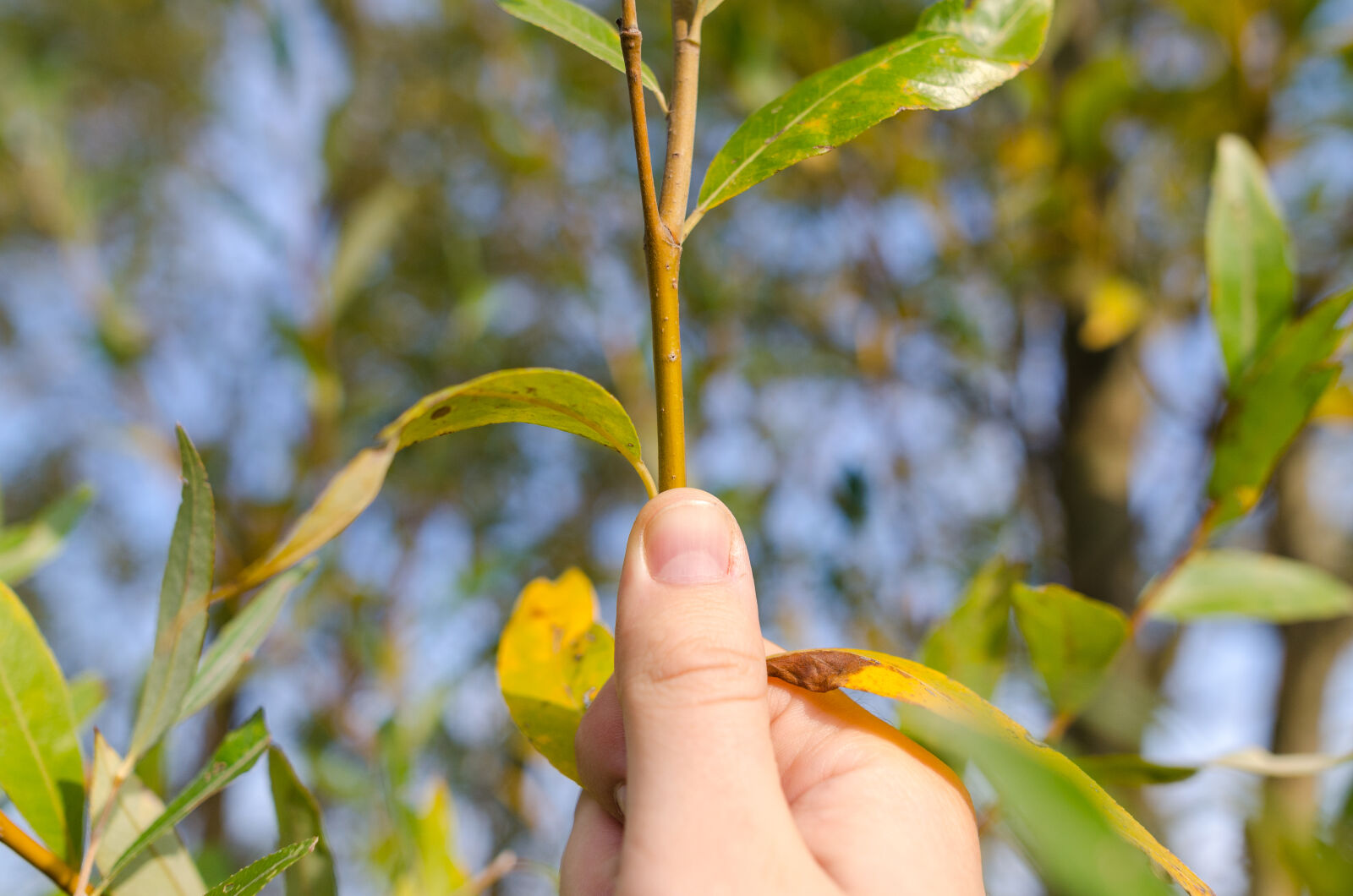 Nikon D5100 sample photo. Agriculture, blade, branch, bush photography