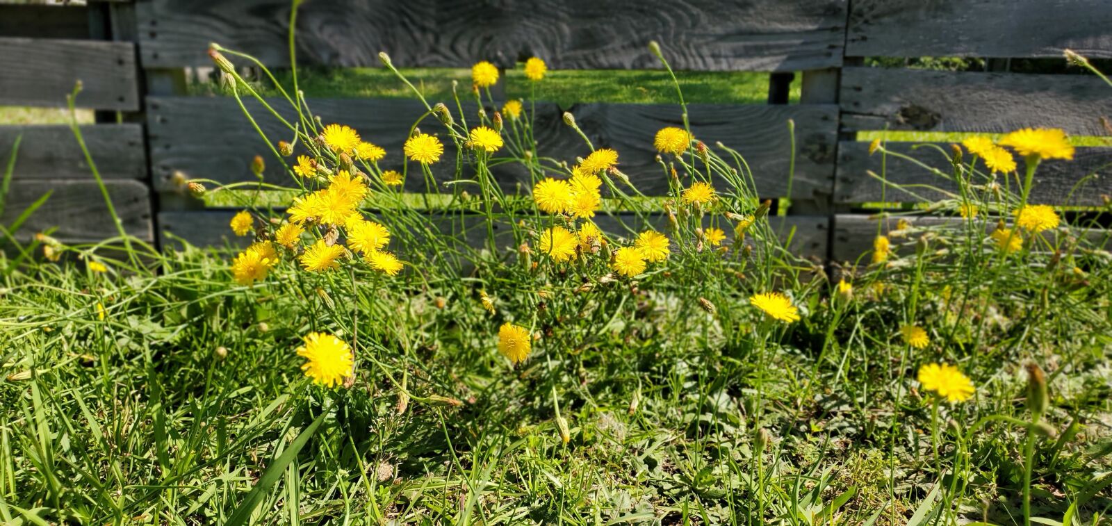Samsung Galaxy S10+ sample photo. Dandelions, yellow flowers, meadow photography