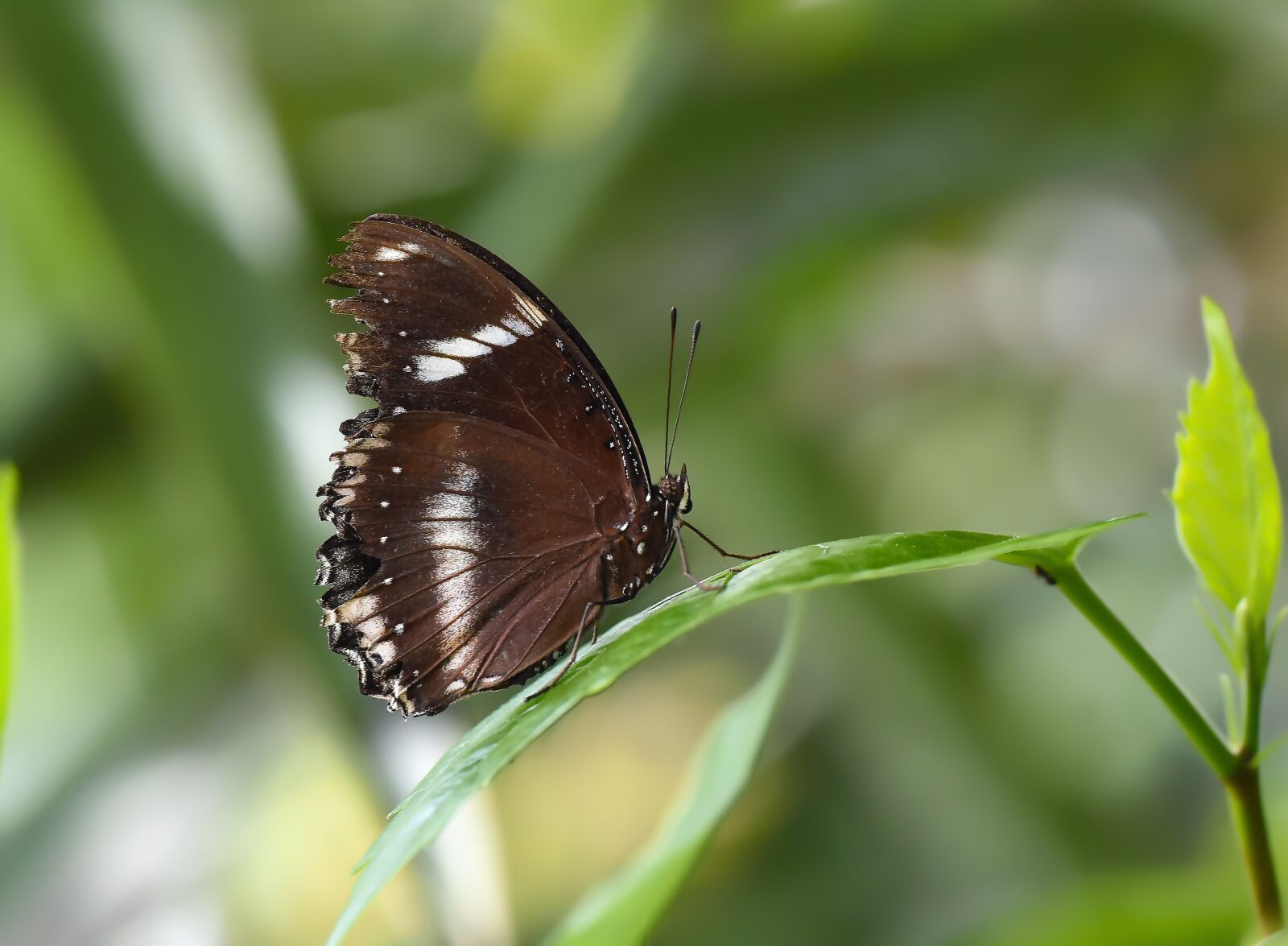 Nikon D810 sample photo. Butterfly, kelebek, böcek photography