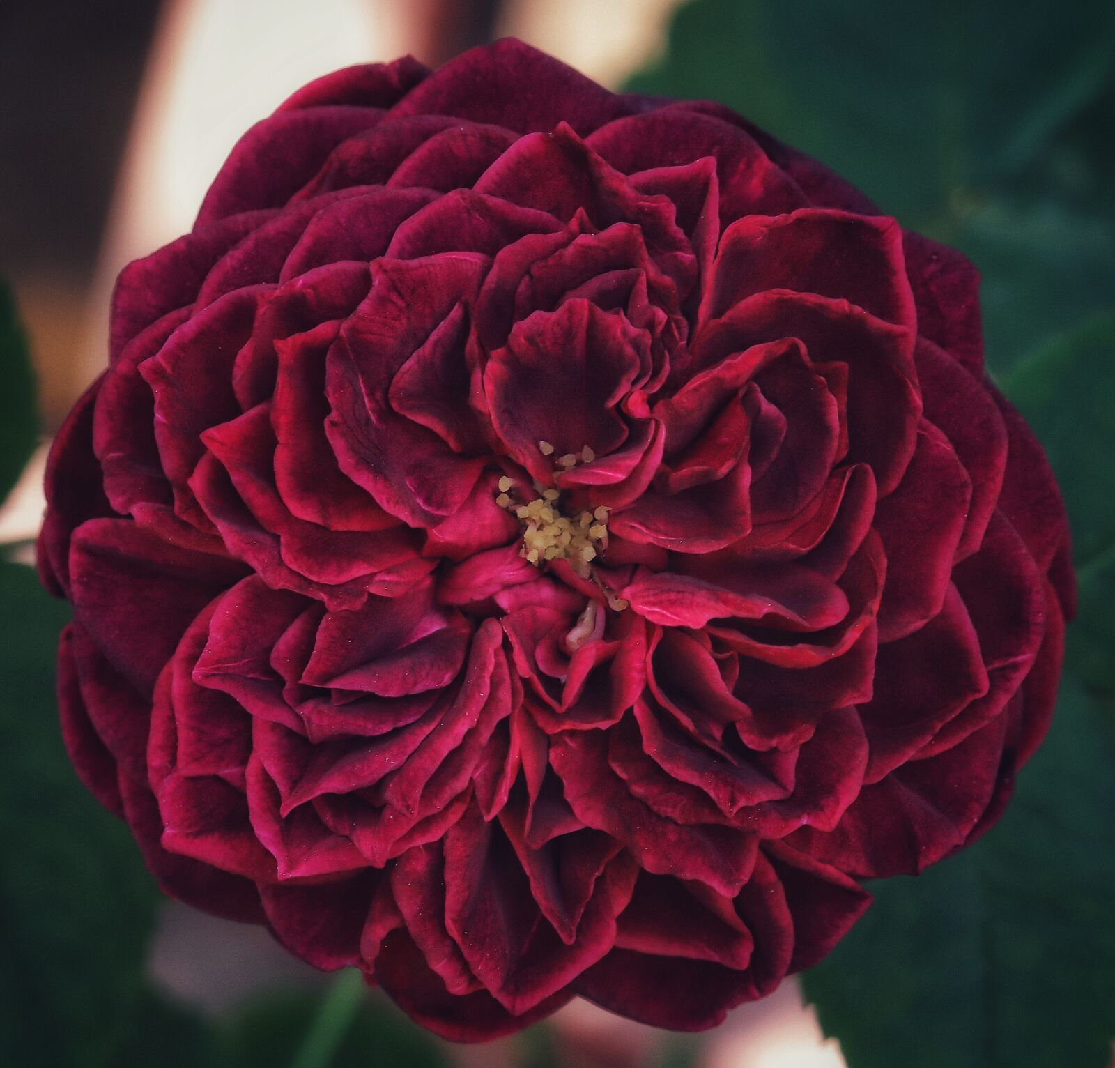 Canon EF 100mm F2.8L Macro IS USM sample photo. Rose, macro, flower photography