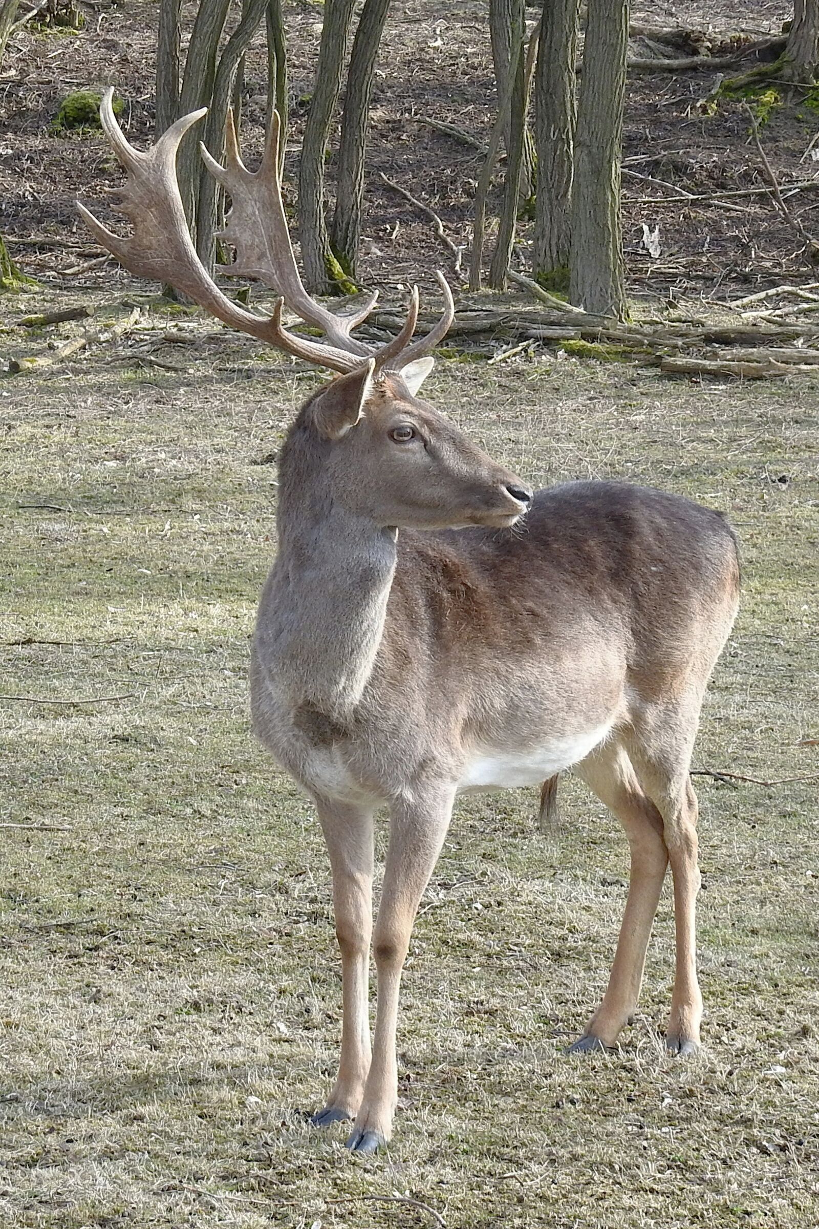 Nikon Coolpix P900 sample photo. Hirsch, mammal, animal photography