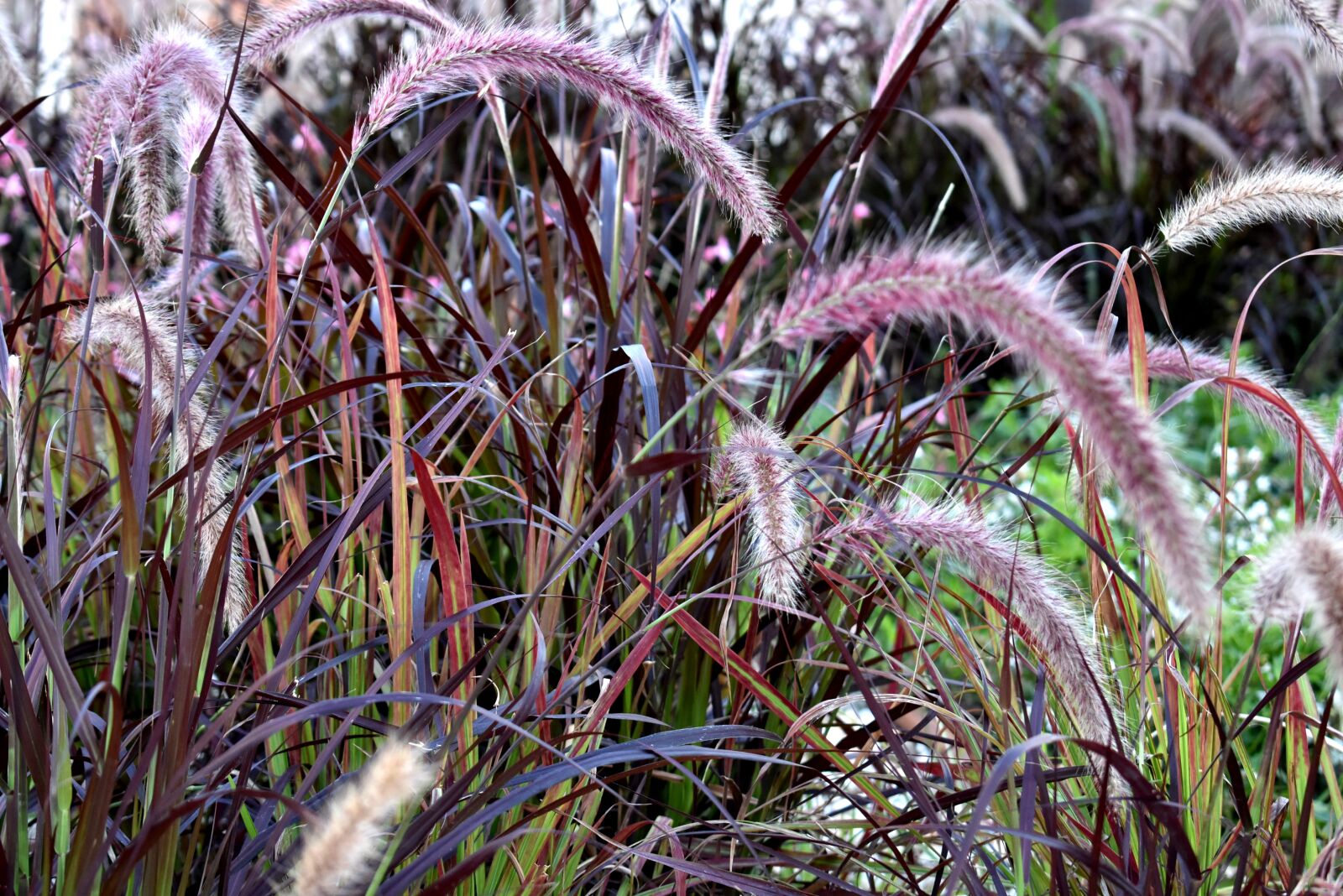 Nikon D3400 sample photo. Grass, purple fountain grass photography