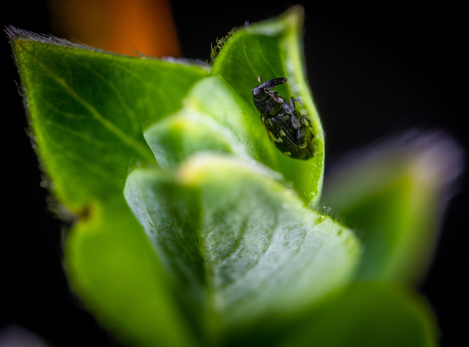 #124 65/2.8 sample photo. Insect, macro photography