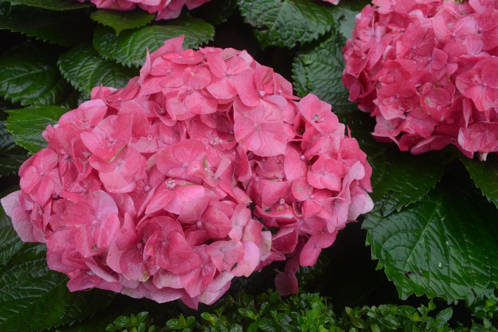 Nikon D5200 sample photo. Flower, fresh, nature photography