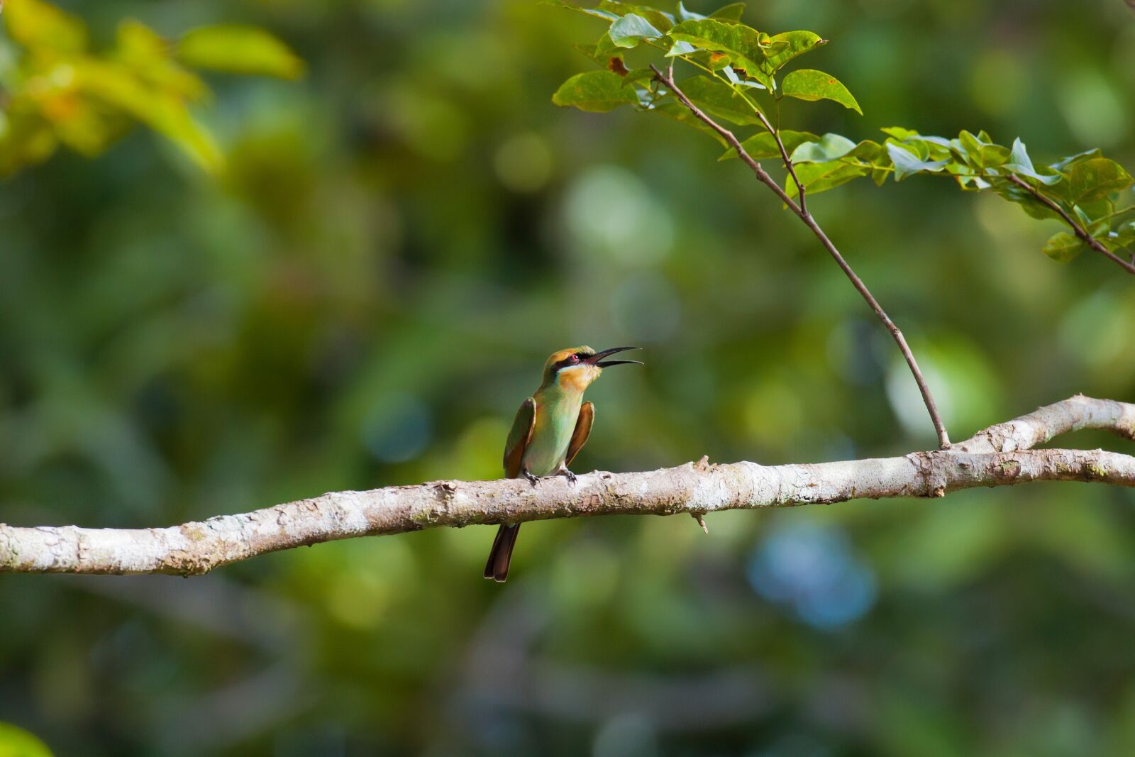 Canon EOS 5D Mark II sample photo. Bird, bee-dome, halmahera islands photography