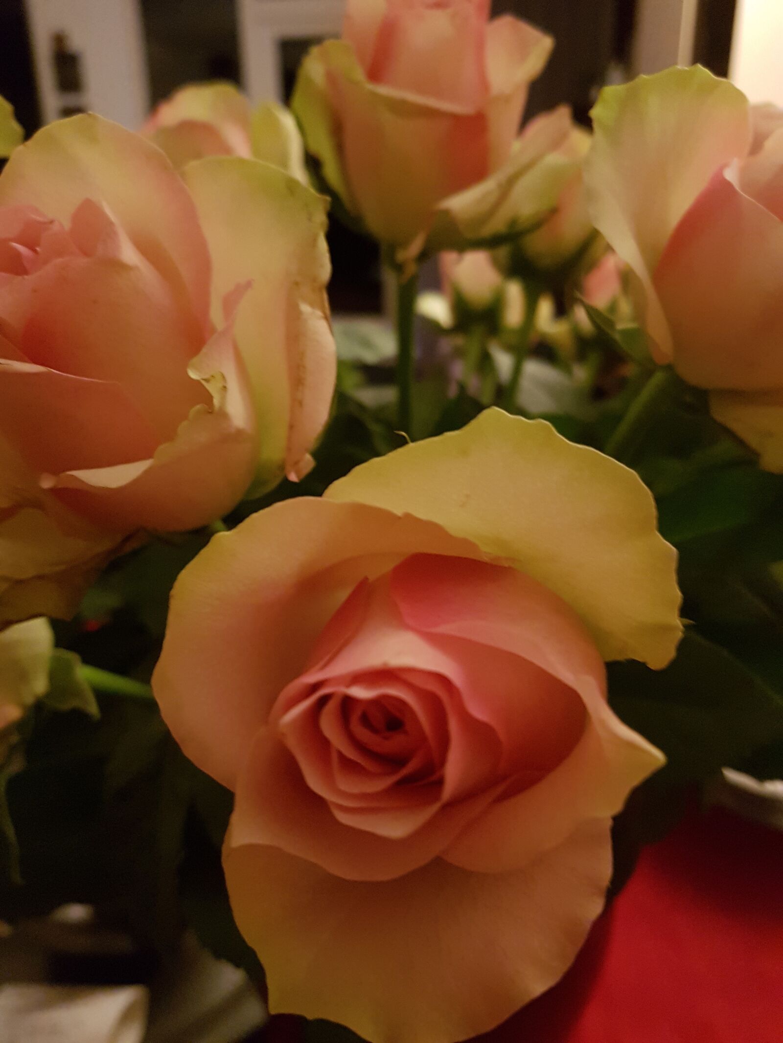 Samsung Galaxy S7 sample photo. Rose, pink, roses photography
