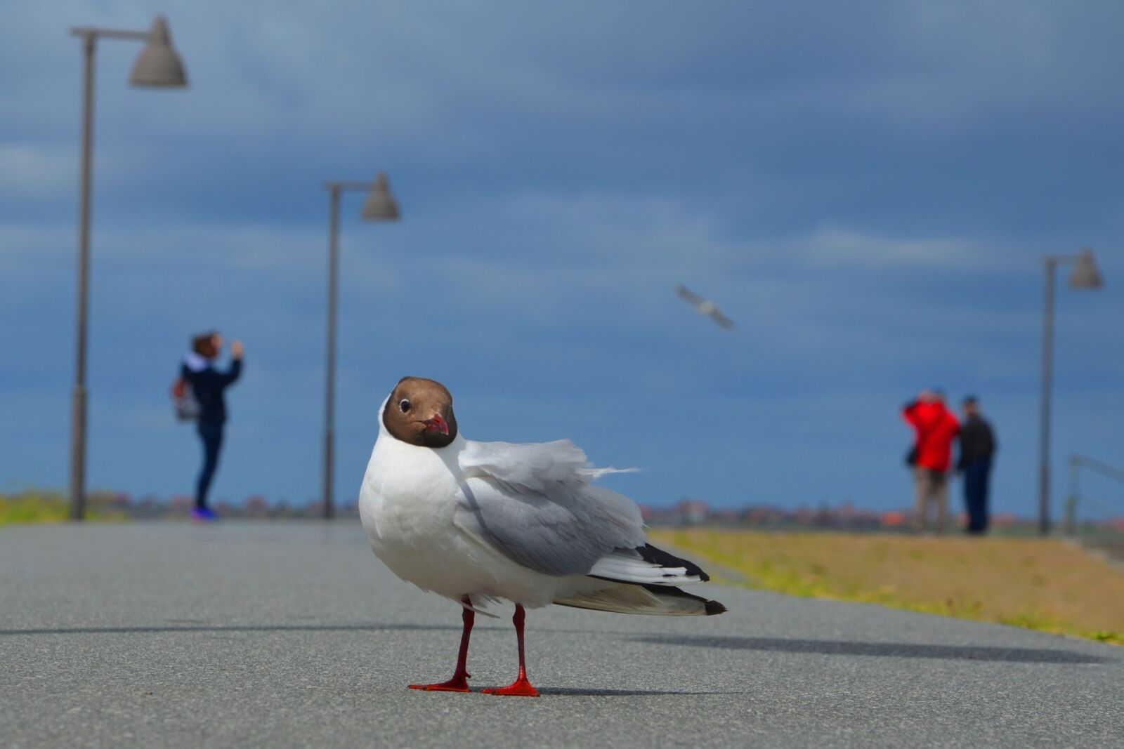 Nikon D5100 sample photo. Nessmersiel, east frisia, north photography