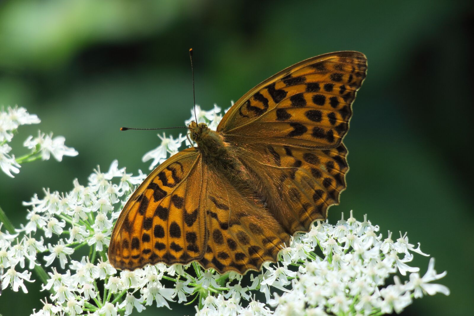 Canon PowerShot G3 X sample photo. Fritillary, butterfly, insect photography