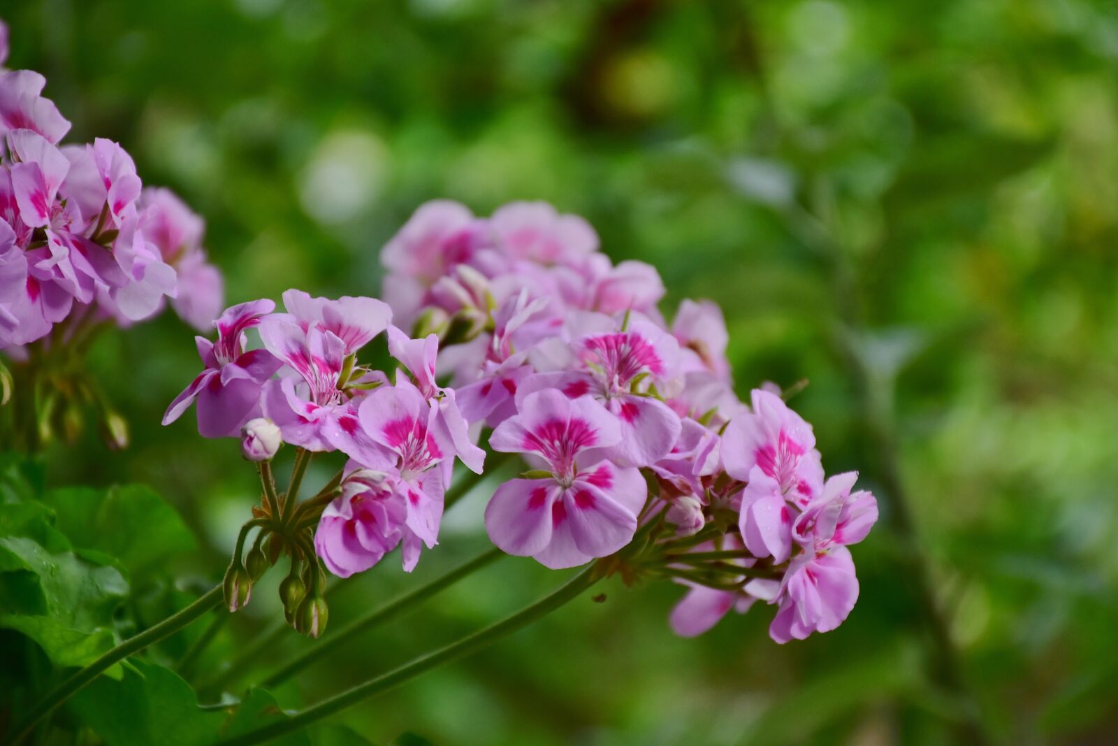 Nikon D7200 sample photo. Geranium, flowers, pink photography