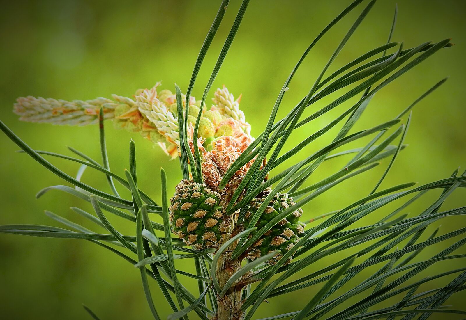 Nikon Coolpix P900 sample photo. Nature, plant, young pine photography