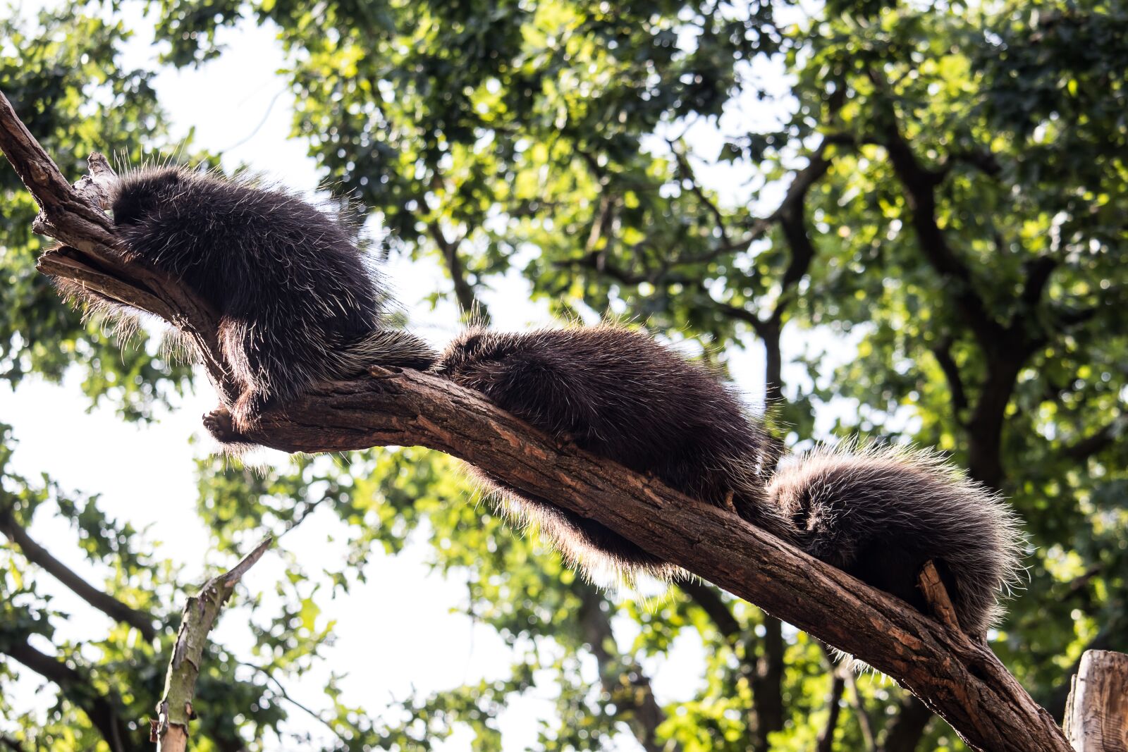 Canon EF-S 55-250mm F4-5.6 IS STM sample photo. Porcupines, mammal, animal photography