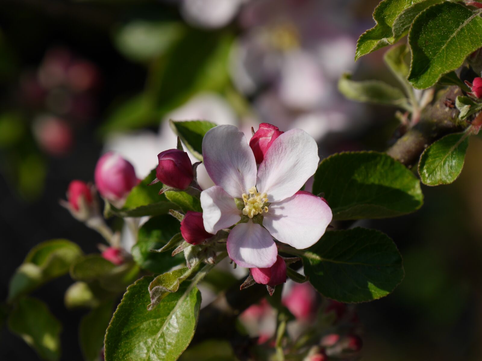 Panasonic Lumix DMC-G6 sample photo. Apple blossom, flower, apple photography