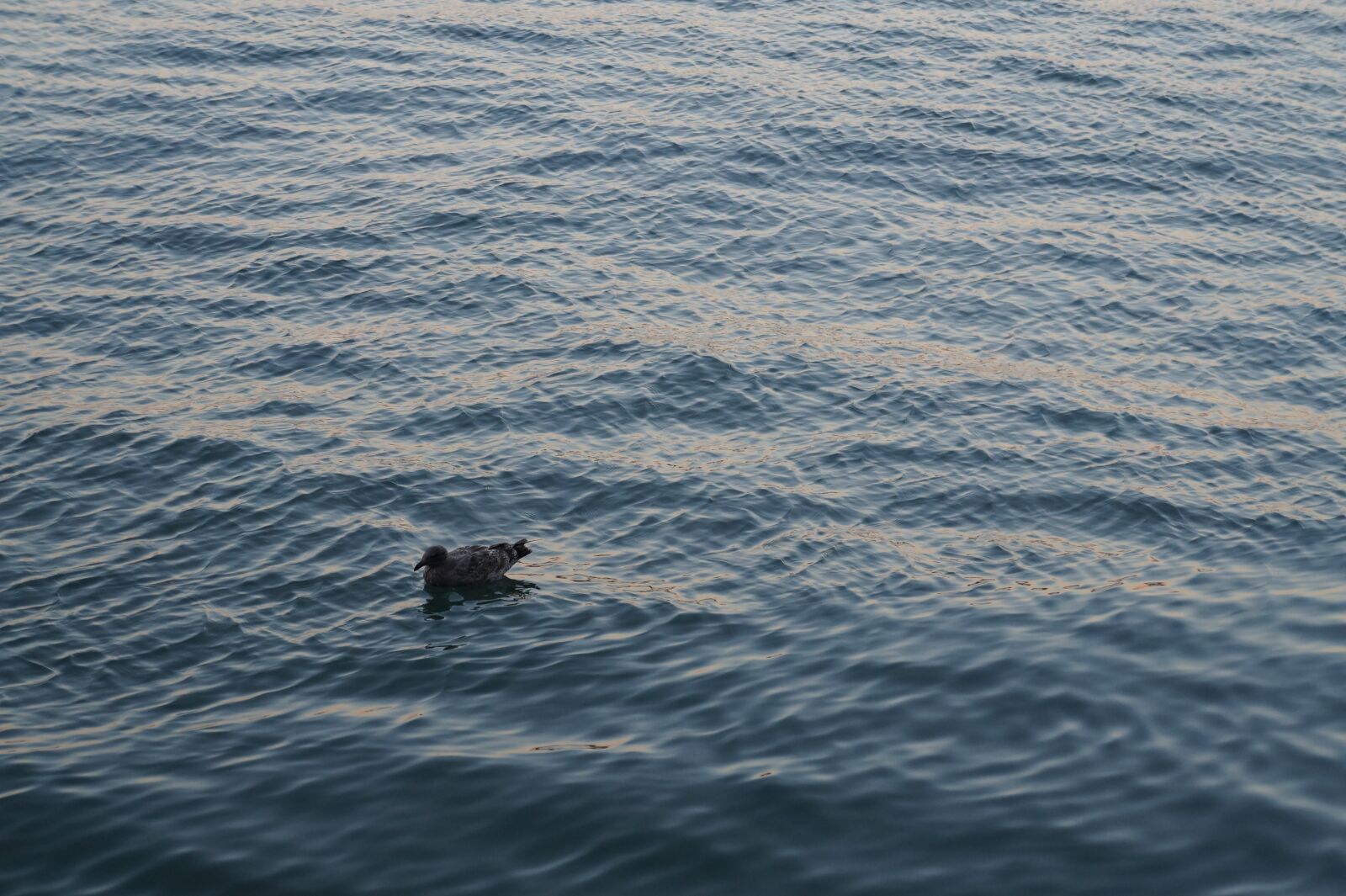 Sony Alpha a3000 sample photo. Seagull, sea, seevogel photography