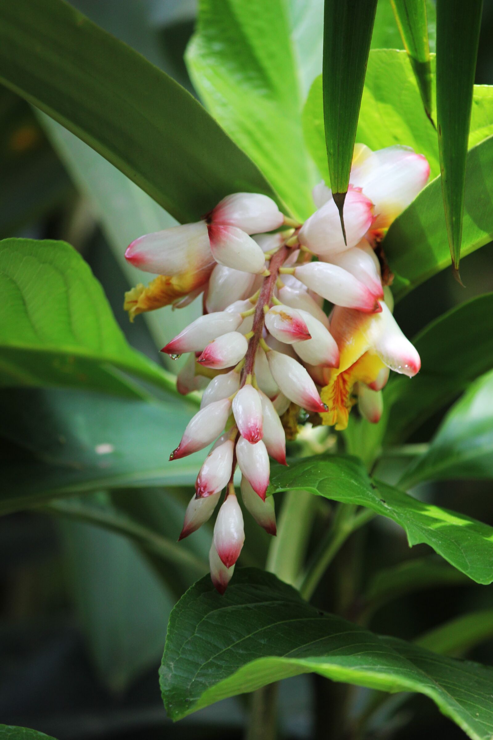 Canon EOS 550D (EOS Rebel T2i / EOS Kiss X4) sample photo. Plant, flower, blossom photography