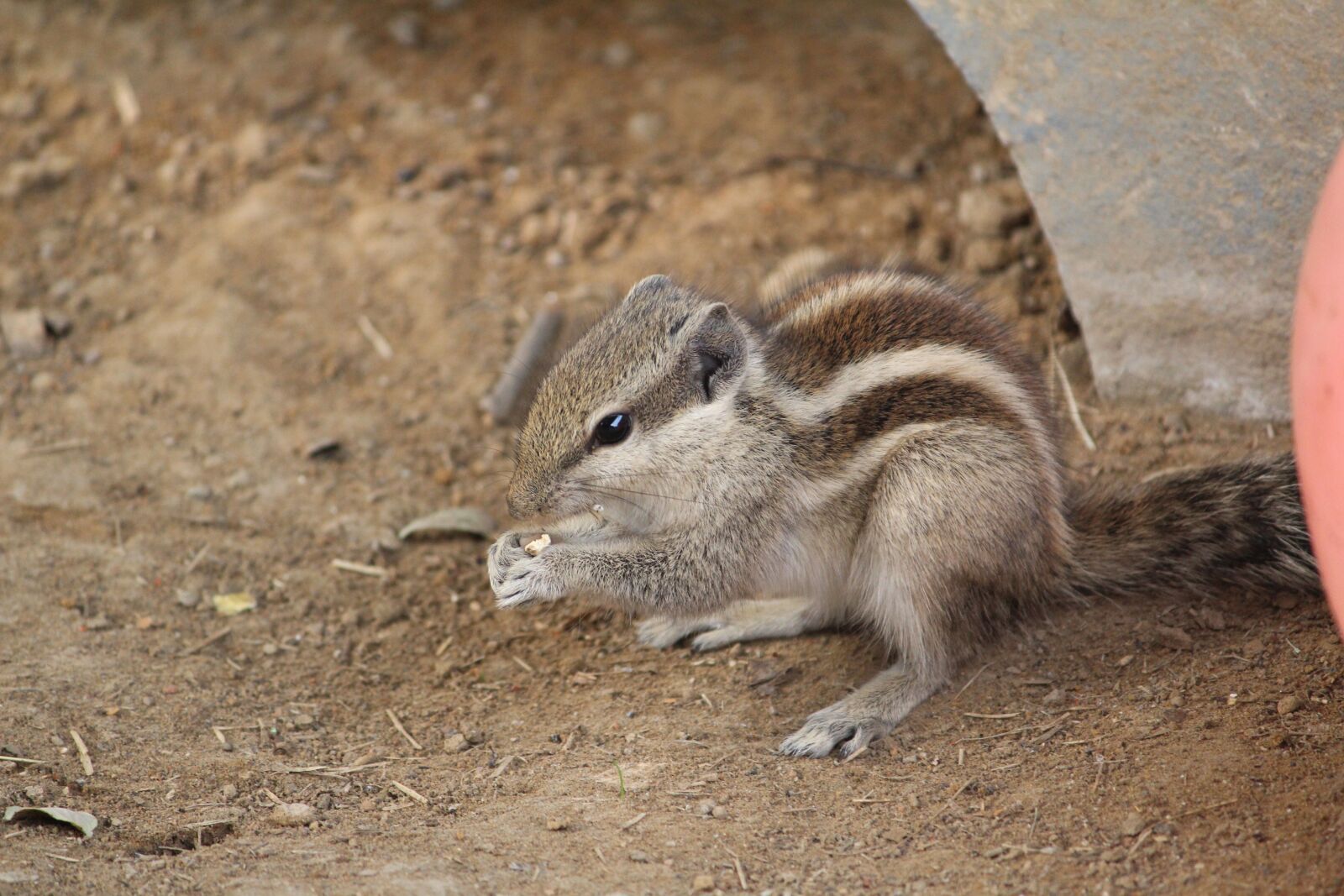 Canon EOS 1200D (EOS Rebel T5 / EOS Kiss X70 / EOS Hi) sample photo. Squirrel, animal, wild photography