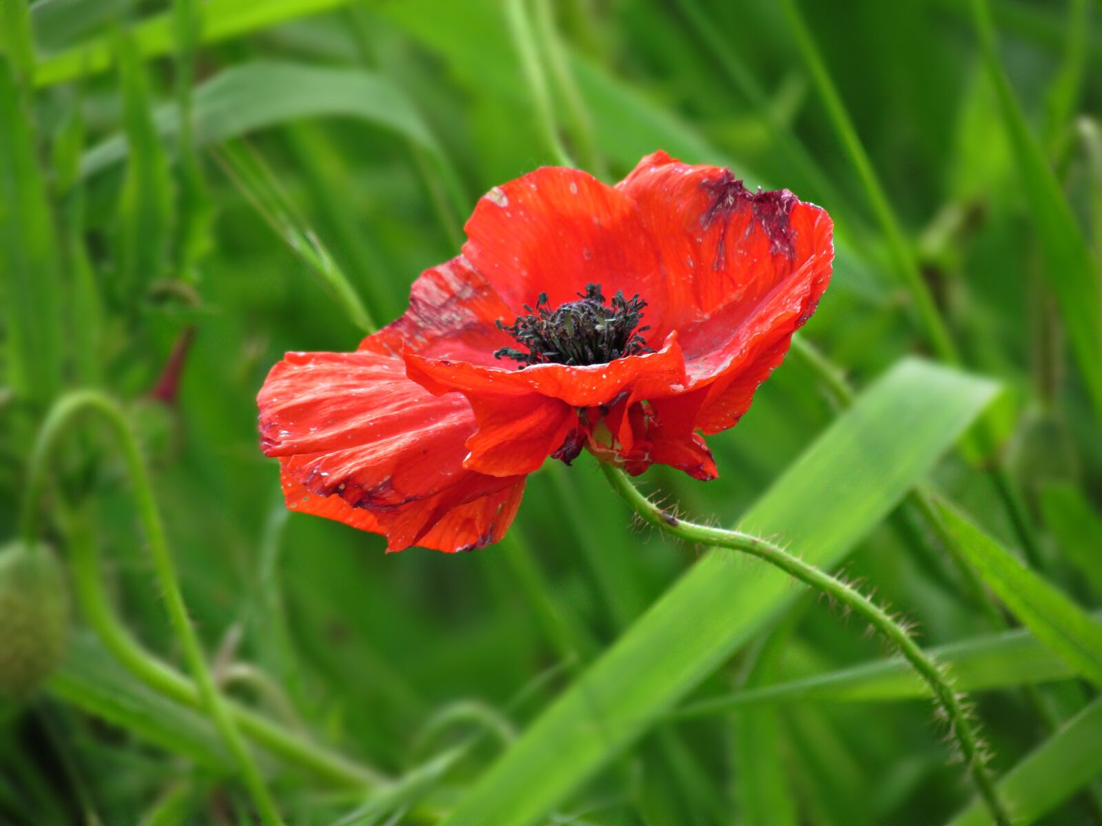 Canon PowerShot SX30 IS sample photo. Poppy, field, poppies photography
