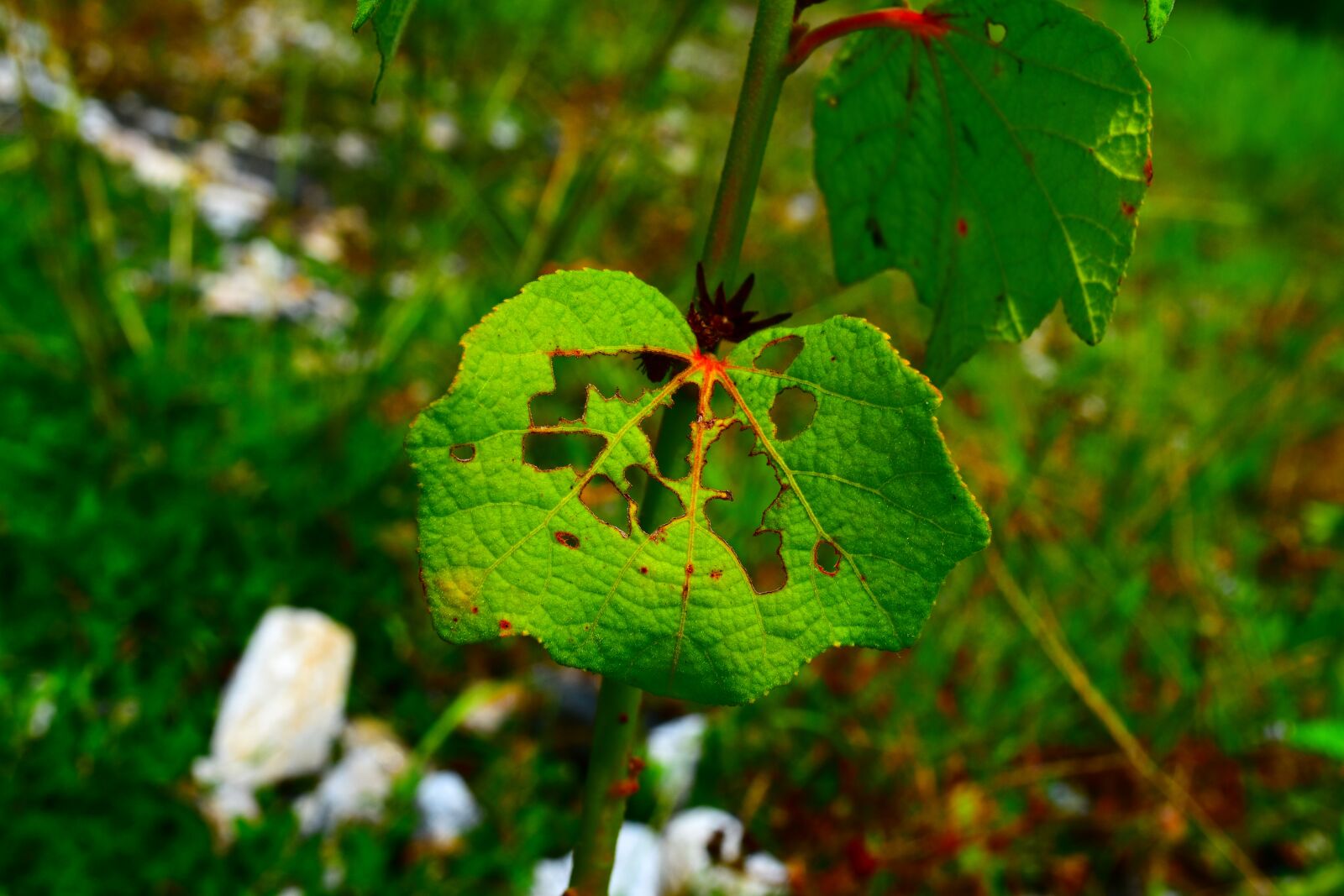 Nikon D5500 sample photo. Leaf, green, nature photography