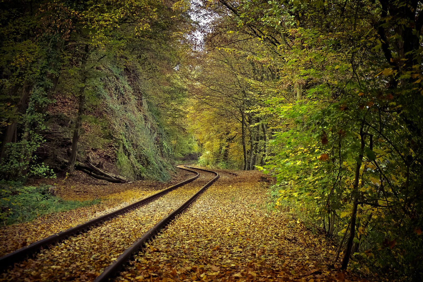 Olympus OM-D E-M10 sample photo. Autumn, nature, trees photography