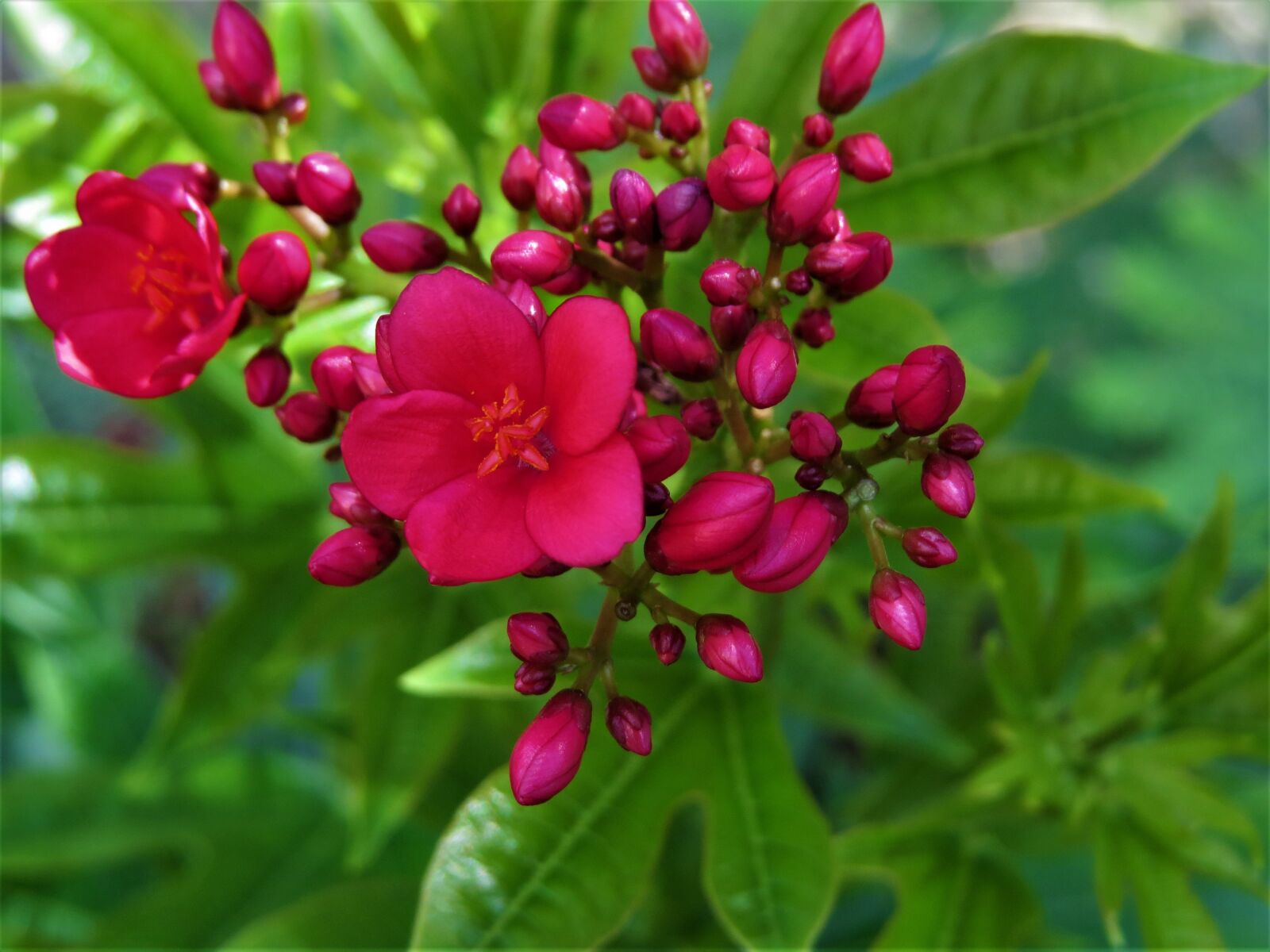 Canon PowerShot SX50 HS sample photo. Flowers, red, green photography