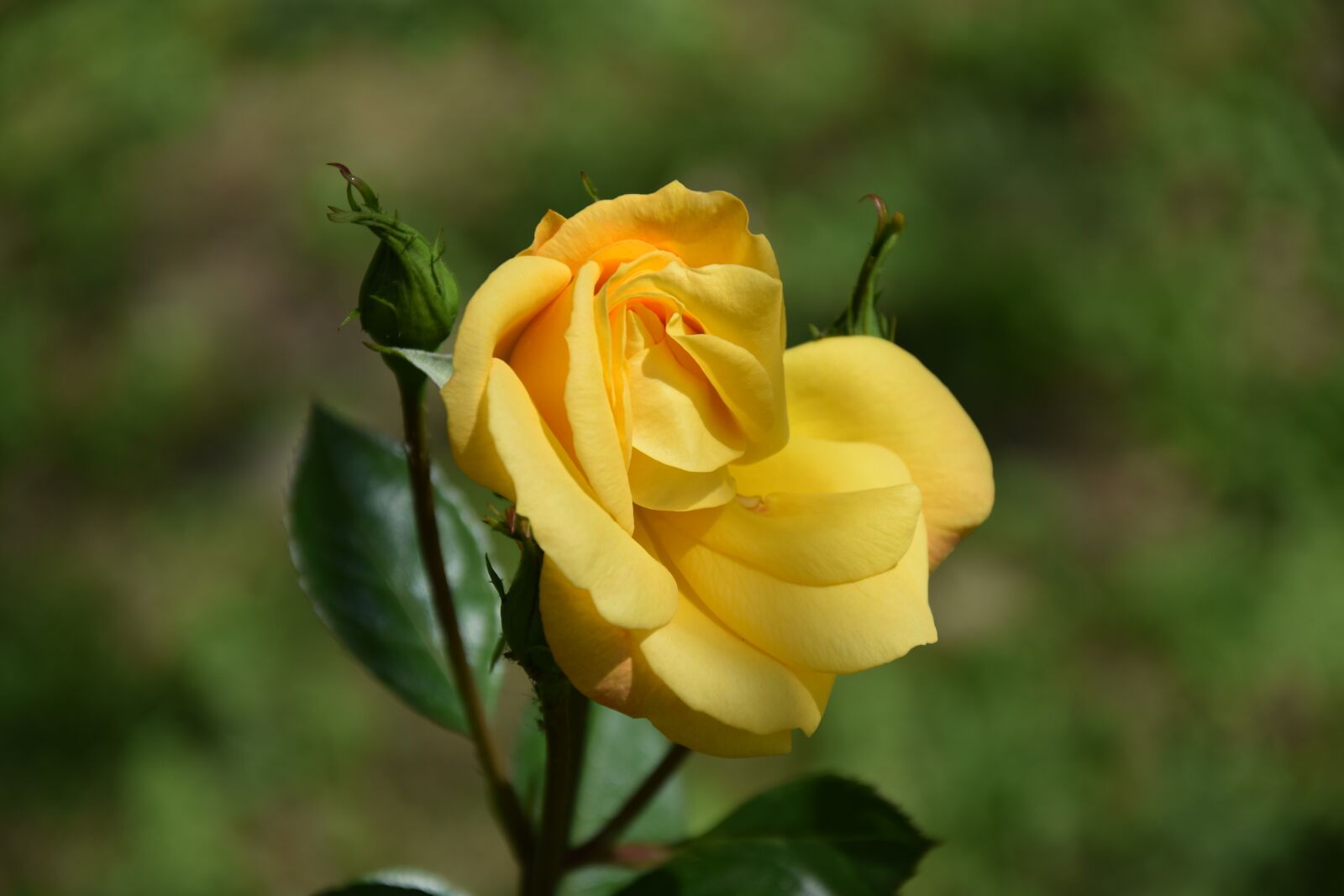 Nikon D3300 sample photo. Rose, yellow, summer photography