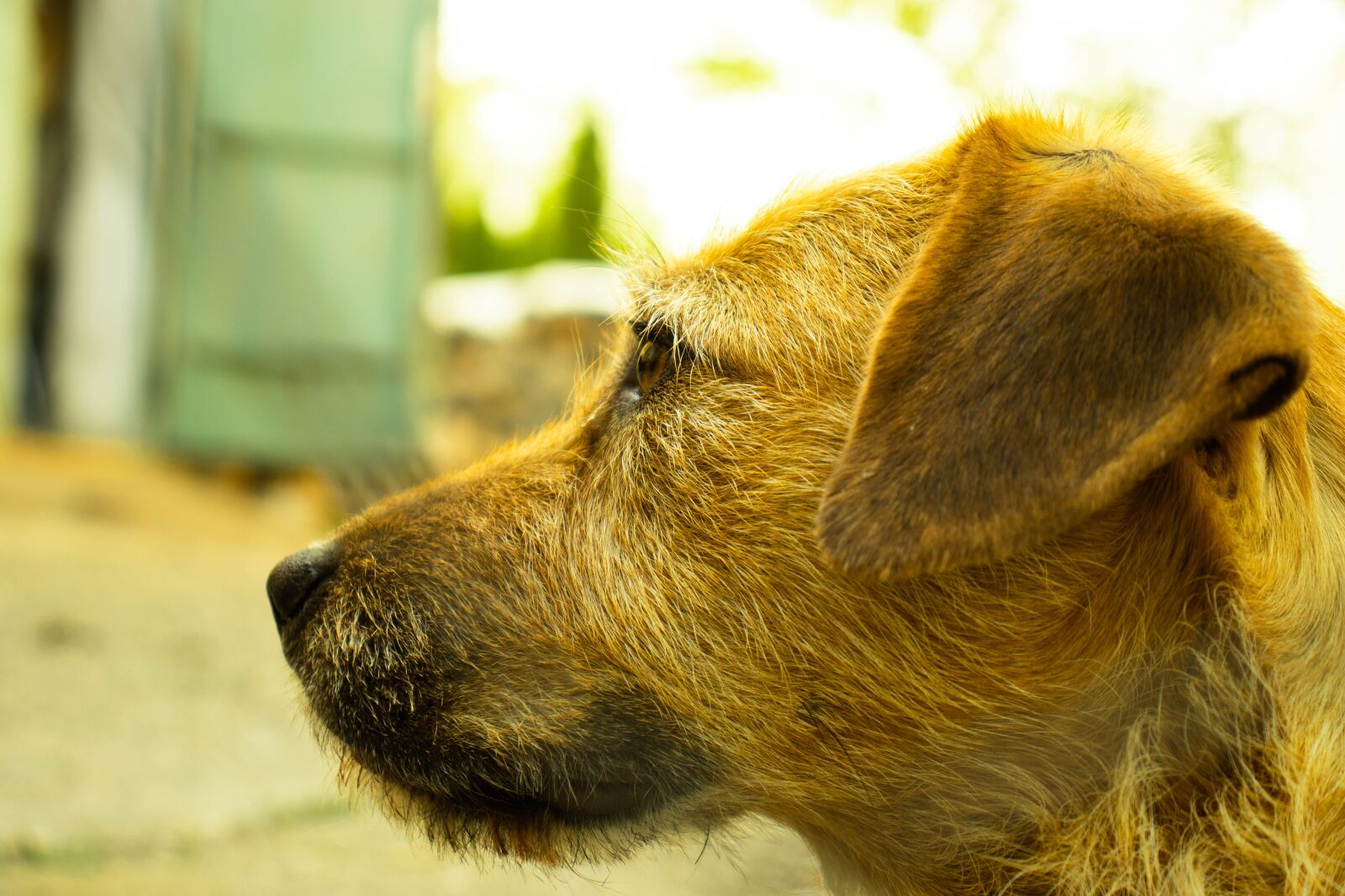 Canon EOS 200D (EOS Rebel SL2 / EOS Kiss X9) sample photo. Dog, animal, nature photography