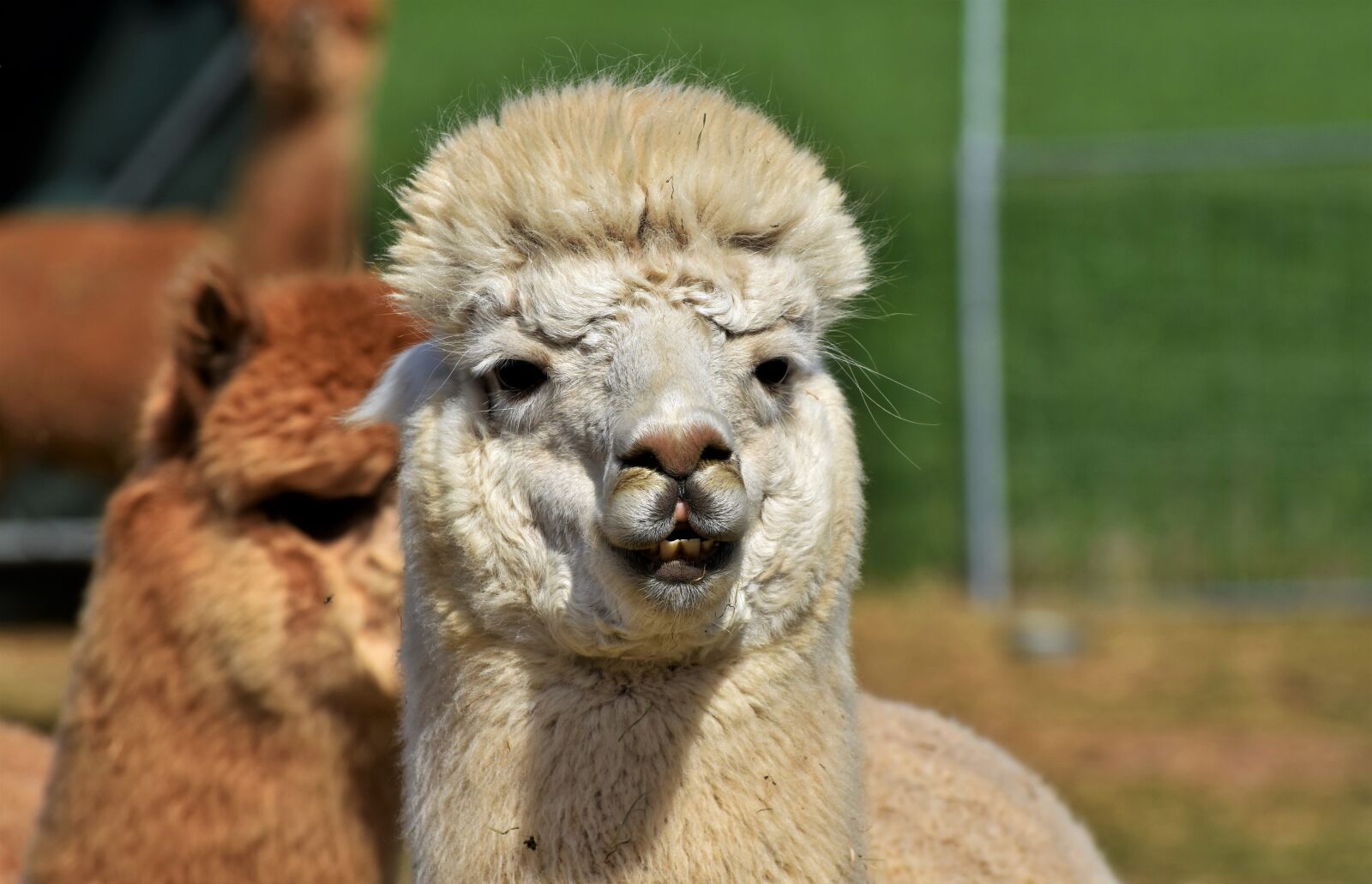 Nikon D7200 sample photo. Alpaca, camel, furry photography