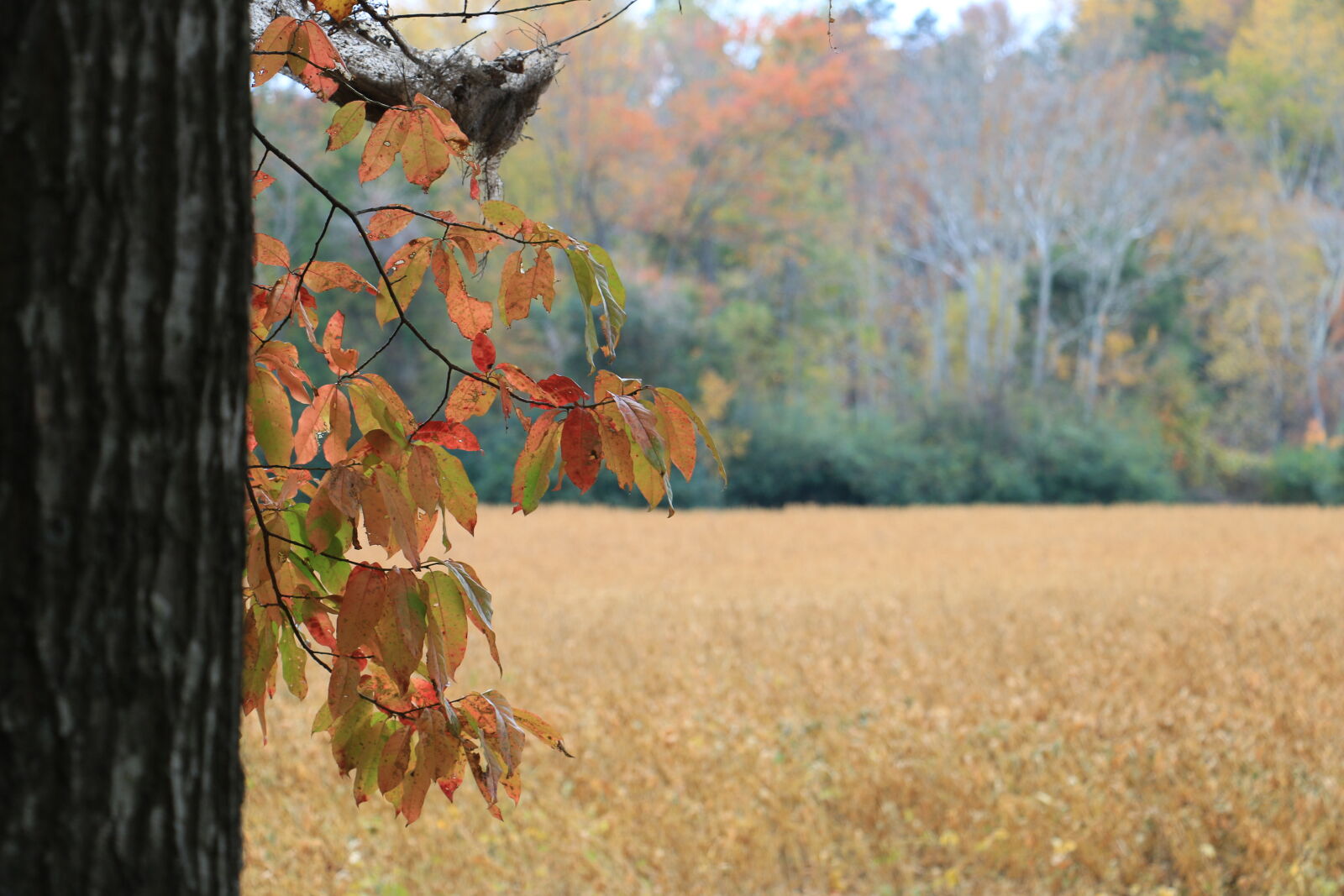 Canon EOS 70D sample photo. Aperture, changing, leaves, fall photography
