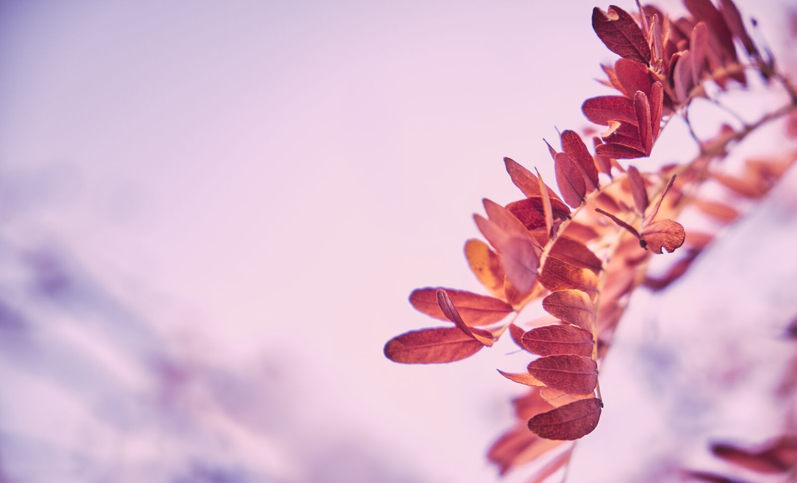 Fujifilm XF 18-55mm F2.8-4 R LM OIS sample photo. Honey locust, autumn, branch photography