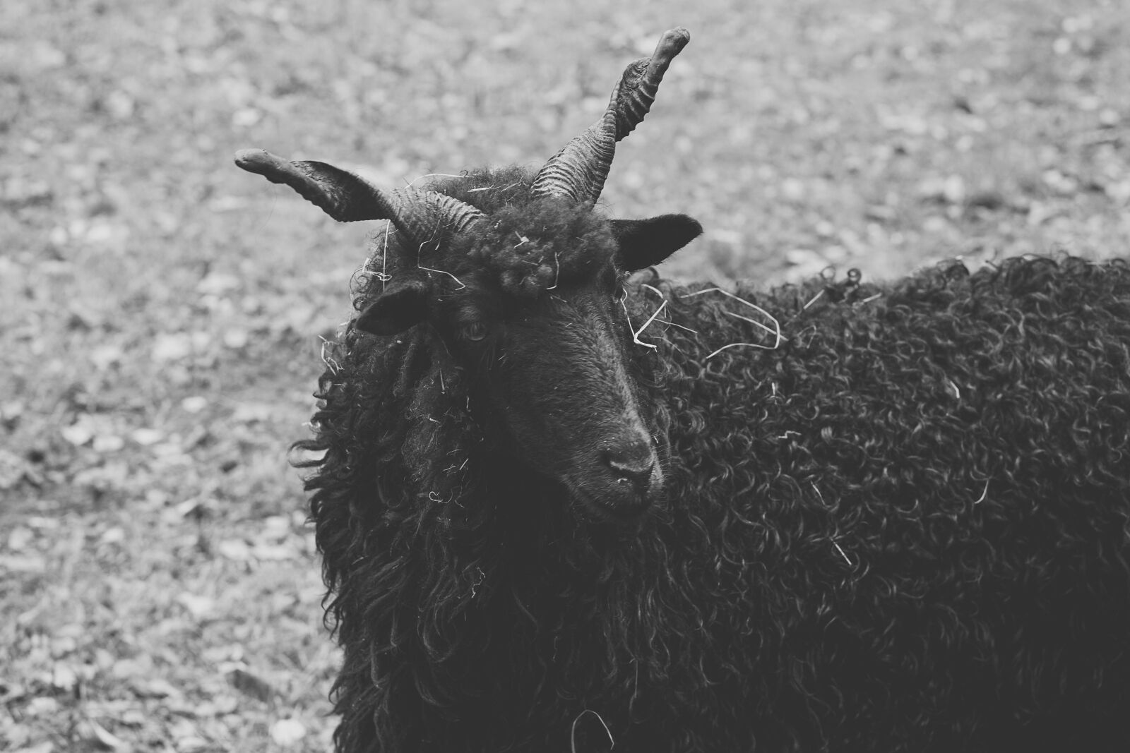 E 50mm F1.8 OSS sample photo. Sheep, black, horns photography