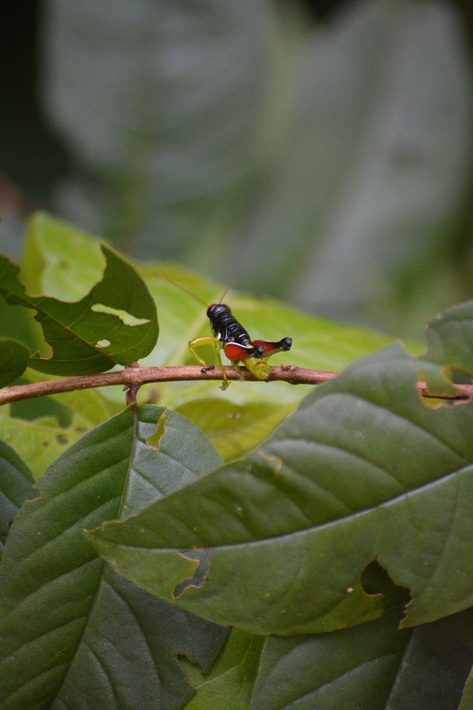 Nikon D5200 sample photo. Cricket, nature, green photography