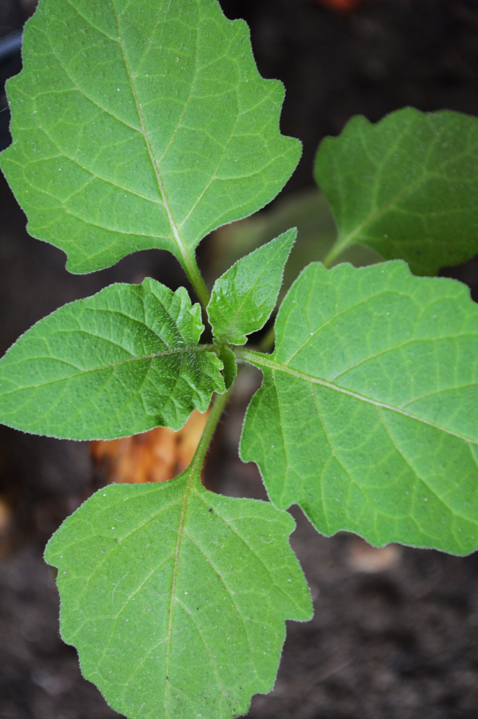 Nikon D3200 sample photo. Nature, leaves, green photography
