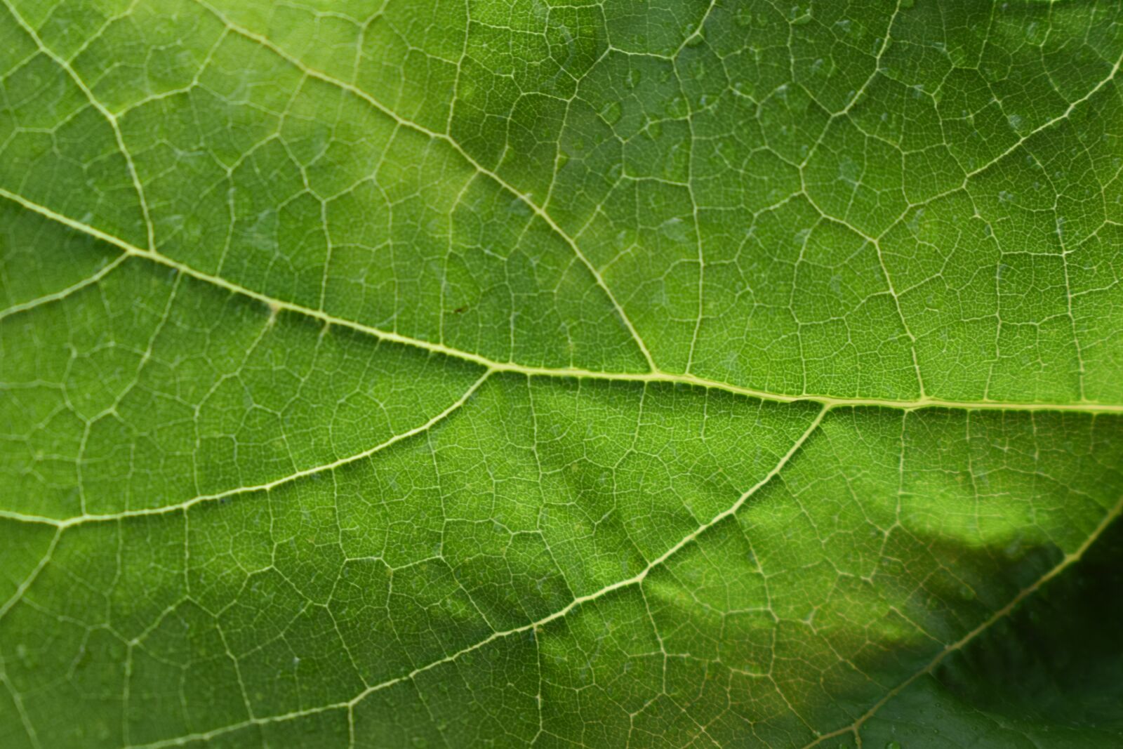 Nikon D3500 sample photo. Background, leaf, nature photography