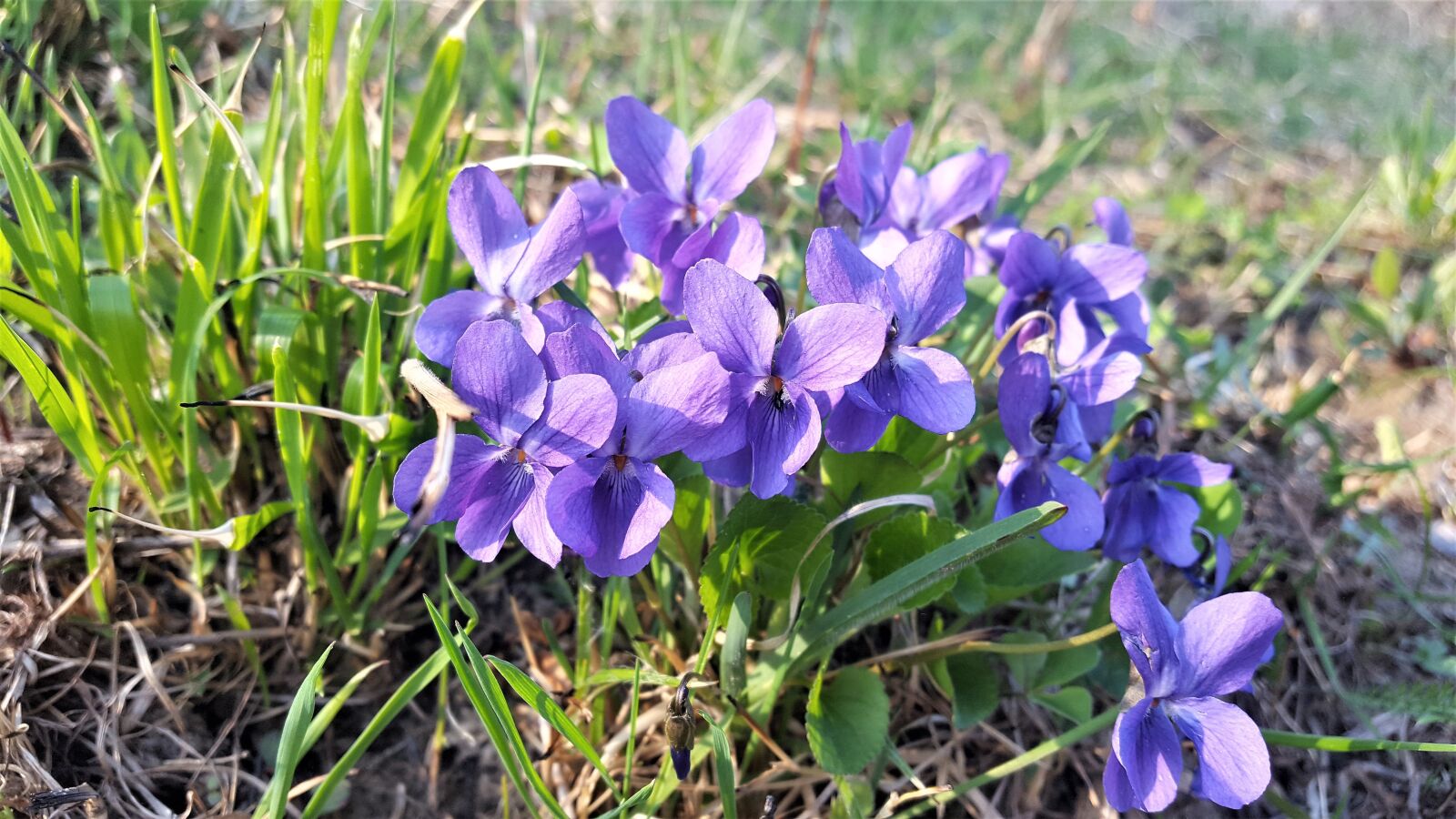 Samsung Galaxy S6 sample photo. Flowers, spring, violets photography