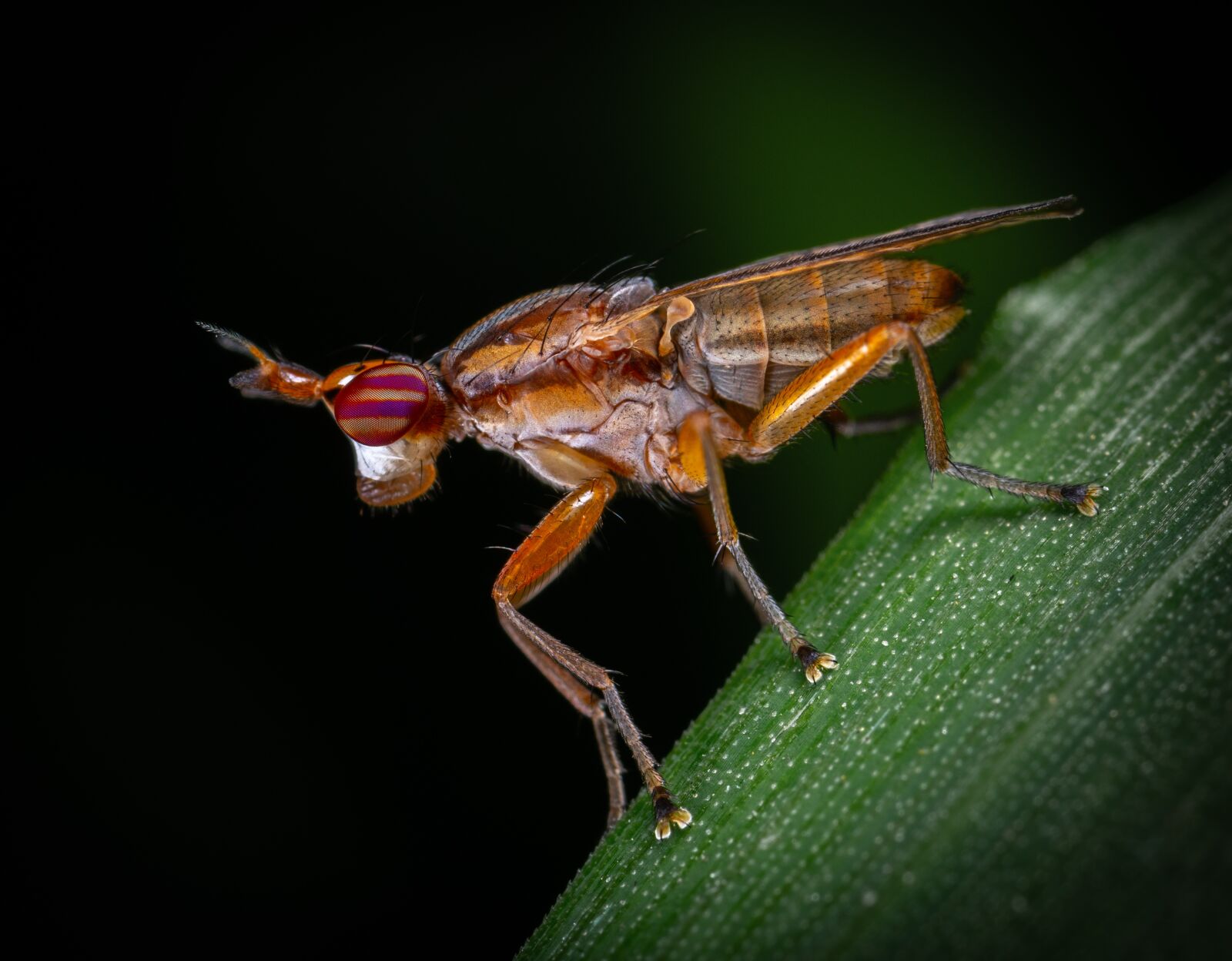 Sony a7R II sample photo. Macro, insect, fly photography