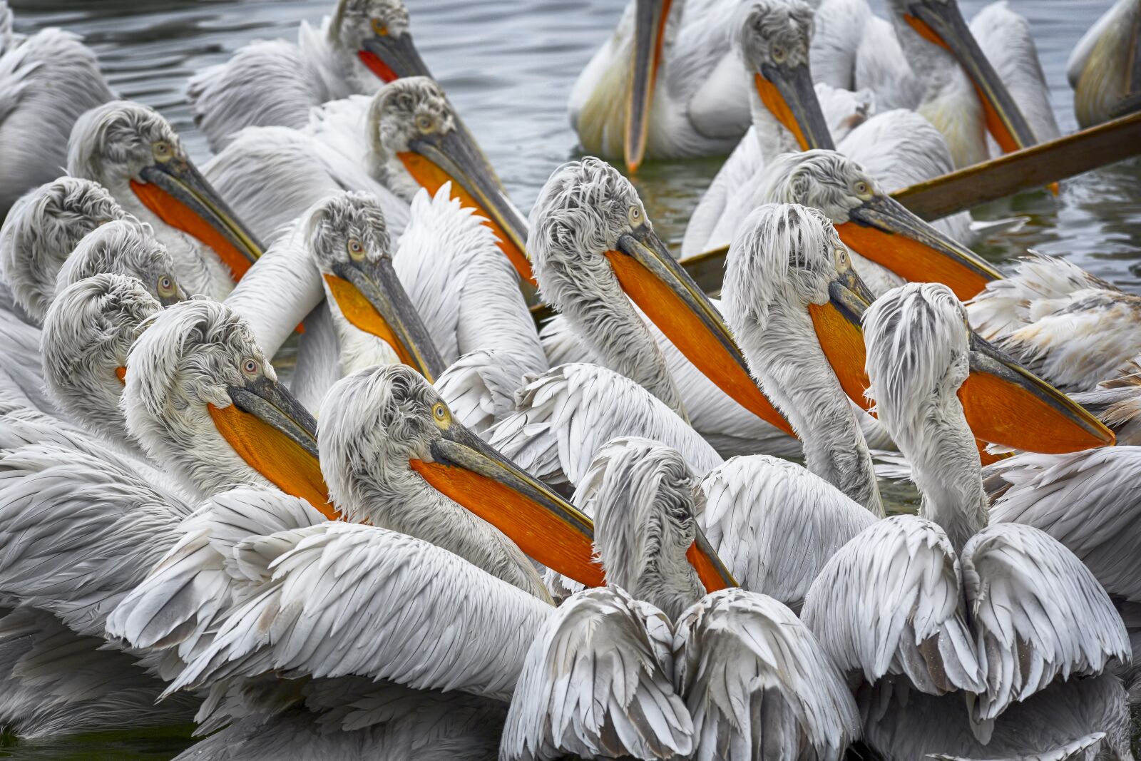 Nikon D7200 sample photo. Pelicans, birds, lake photography