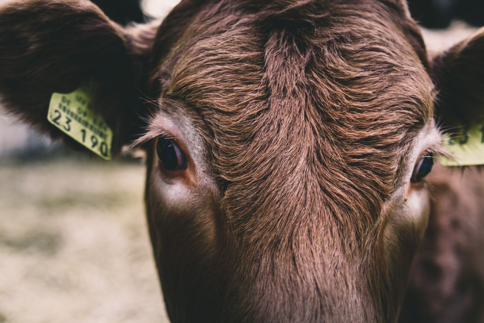 Nikon D750 sample photo. Cow, agriculture, animal photography