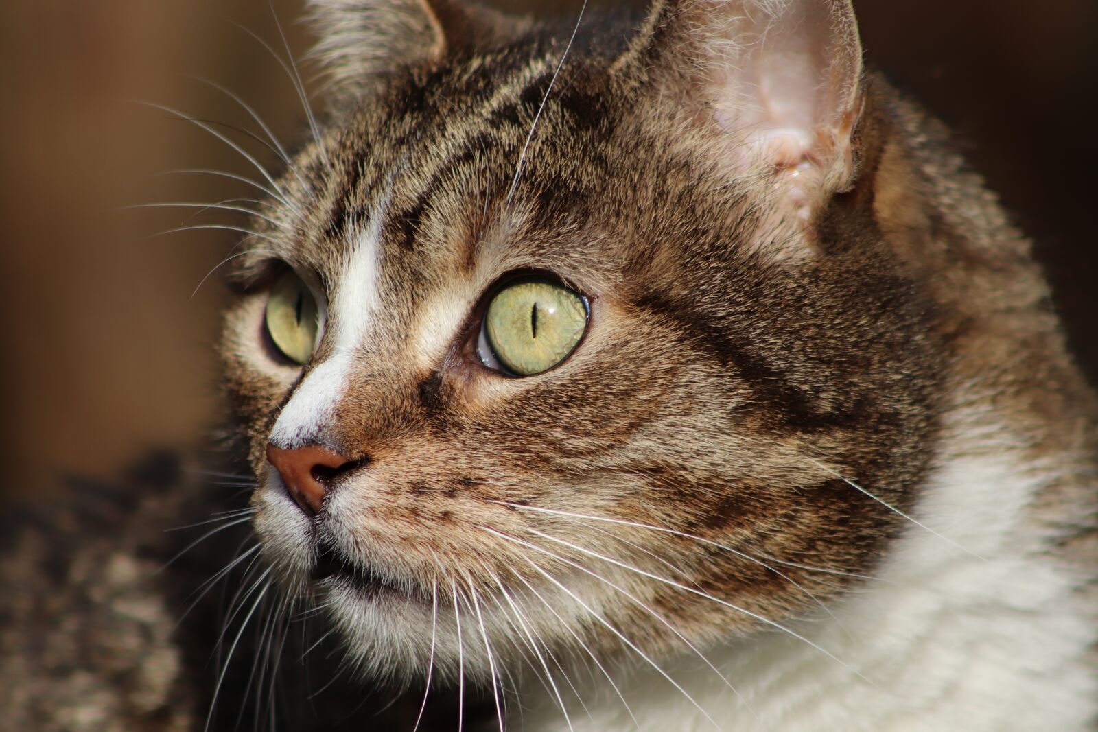 Canon EOS 800D (EOS Rebel T7i / EOS Kiss X9i) sample photo. Cat, cat's eyes, cat photography