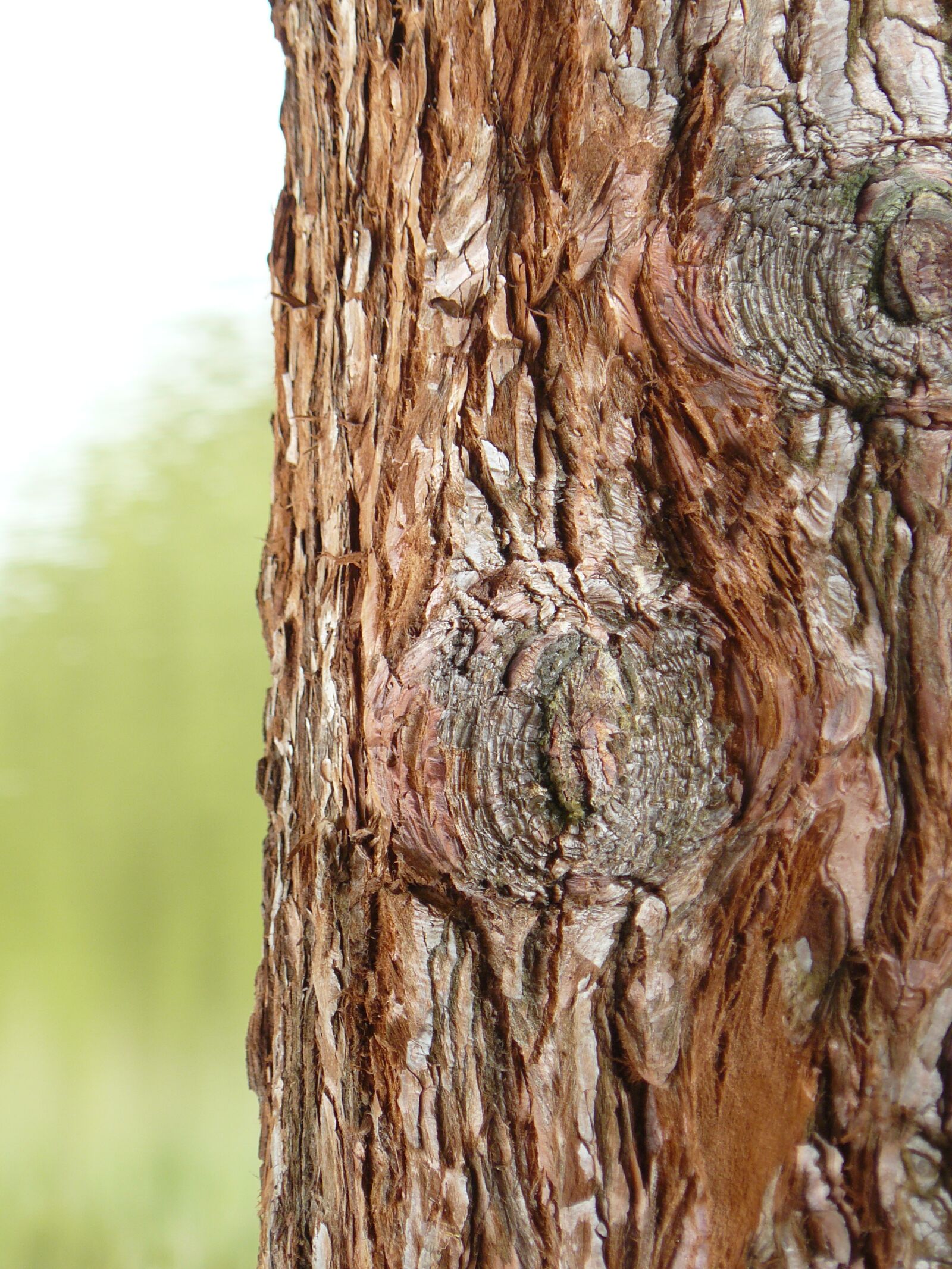 Panasonic DMC-FZ8 sample photo. Tree, bark, brown photography