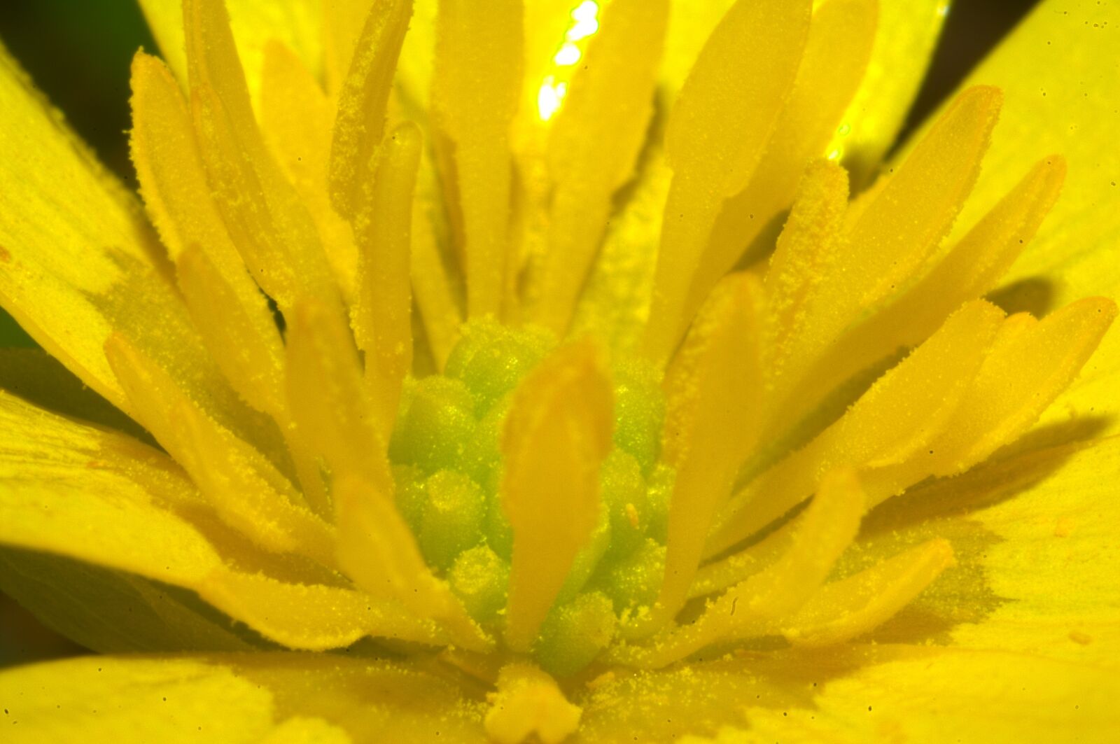 Nikon D2X sample photo. Button gold, flower, flowers photography