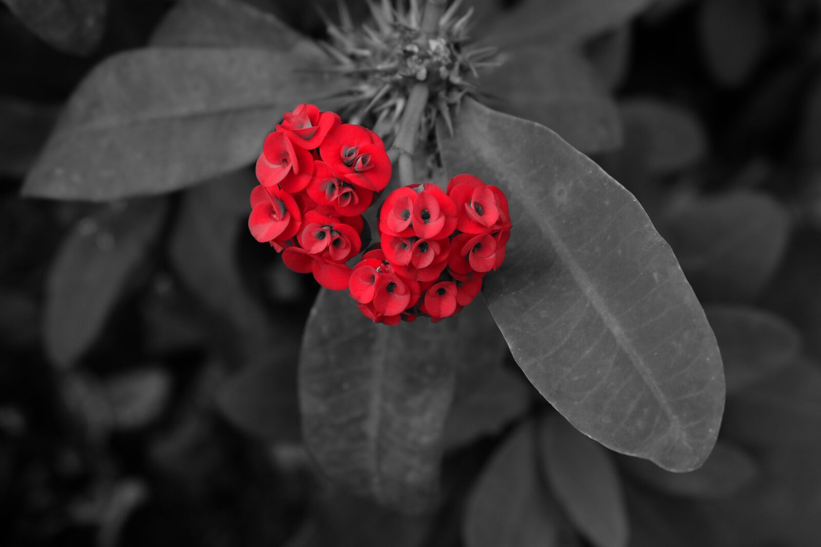 Fujifilm X-E2 + Fujifilm XC 16-50mm F3.5-5.6 OIS II sample photo. Red, flower, garden photography