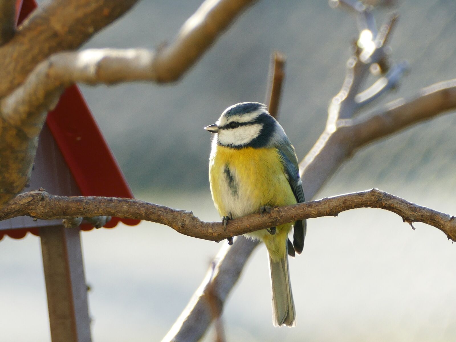 Panasonic Lumix DMC-FZ1000 sample photo. Tit, whiting, little bird photography