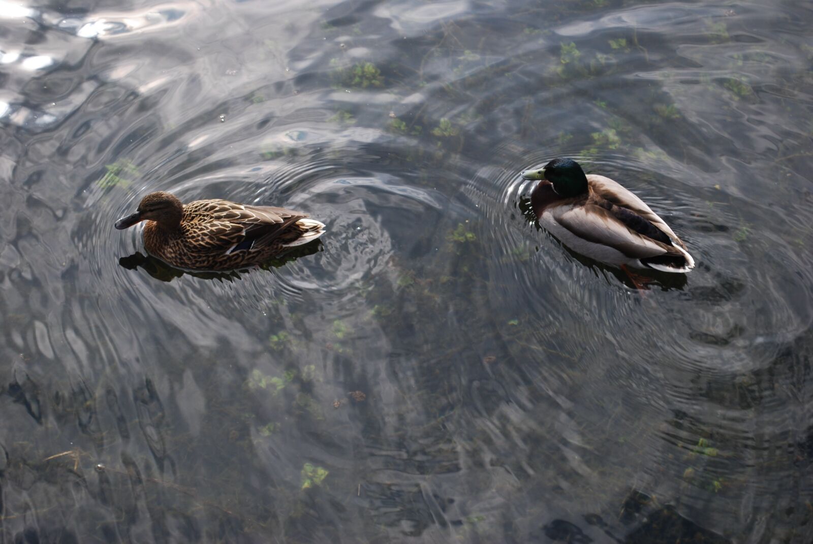 Nikon D60 sample photo. Duck, drake, mallard photography