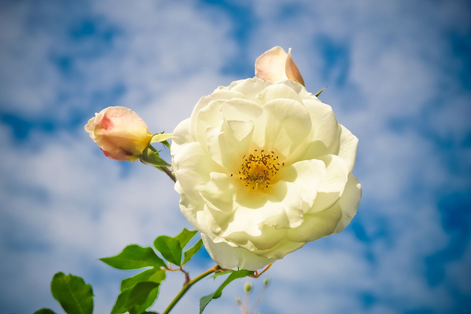 Olympus OM-D E-M10 sample photo. Flower, rose, blossom photography