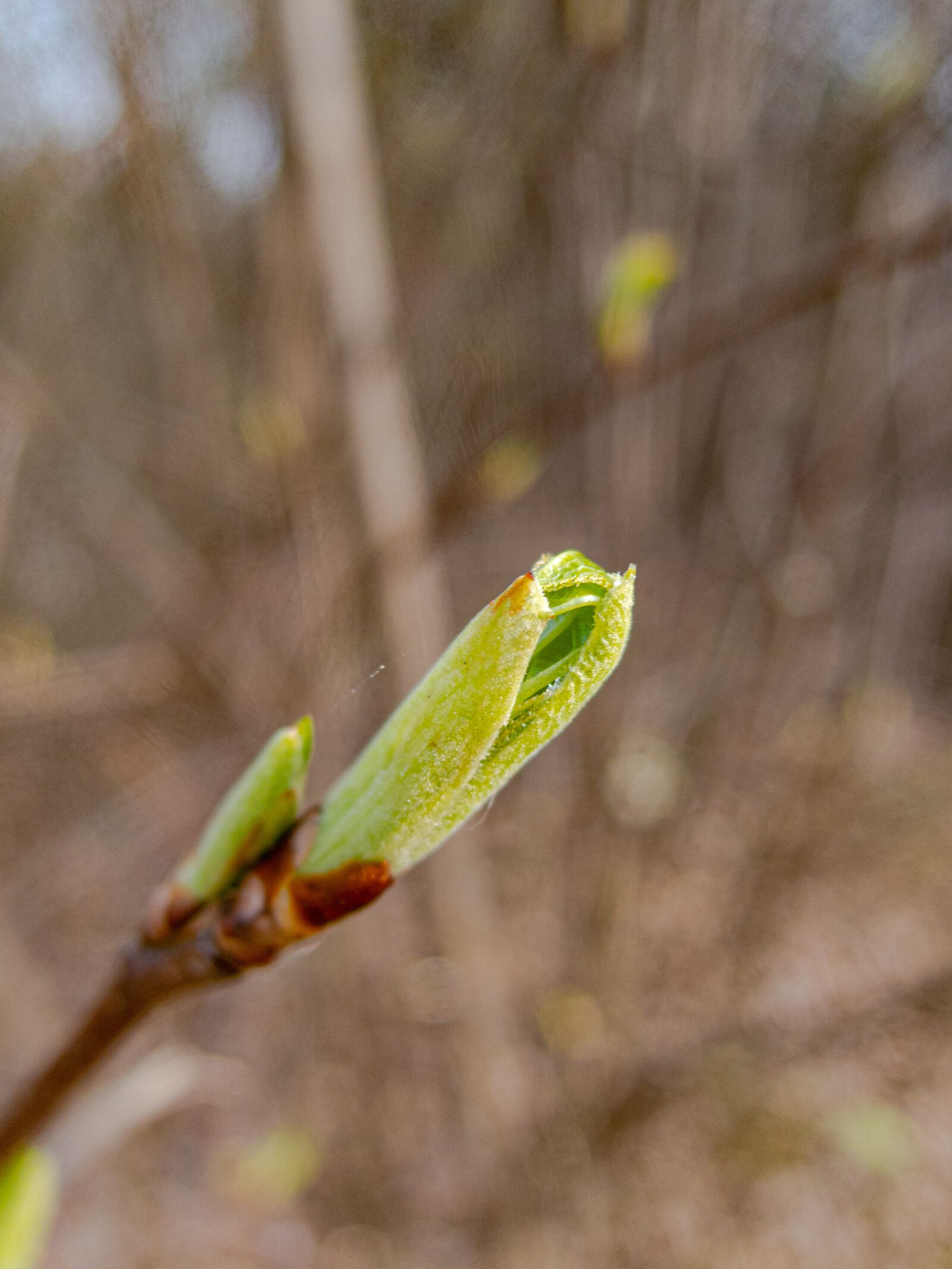 Nikon Coolpix P340 sample photo. Green, branch, spring photography