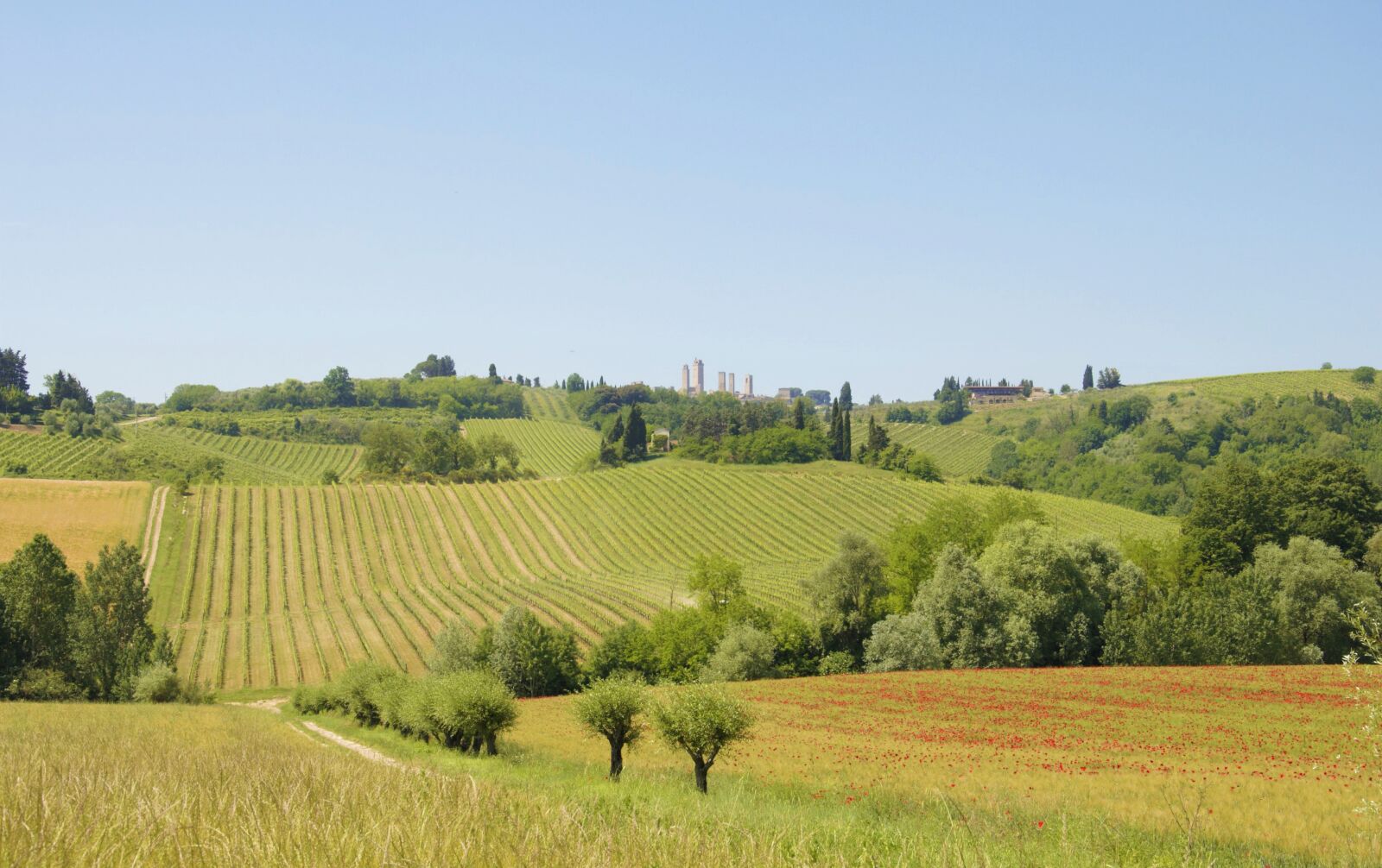 Nikon D90 sample photo. Poppy, fields, tuscany photography