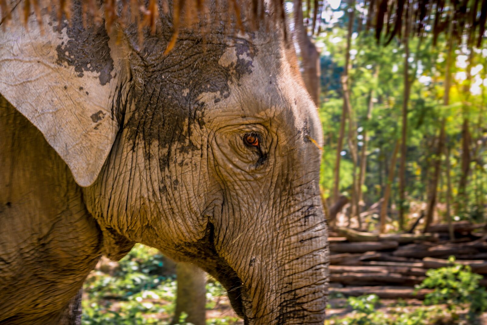 Canon EOS 70D + Canon EF 50mm F1.8 STM sample photo. Elephant, animal, eye photography