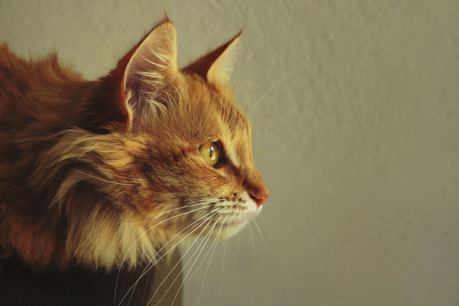 Canon EOS 100D (EOS Rebel SL1 / EOS Kiss X7) sample photo. Close, up, of, cat photography